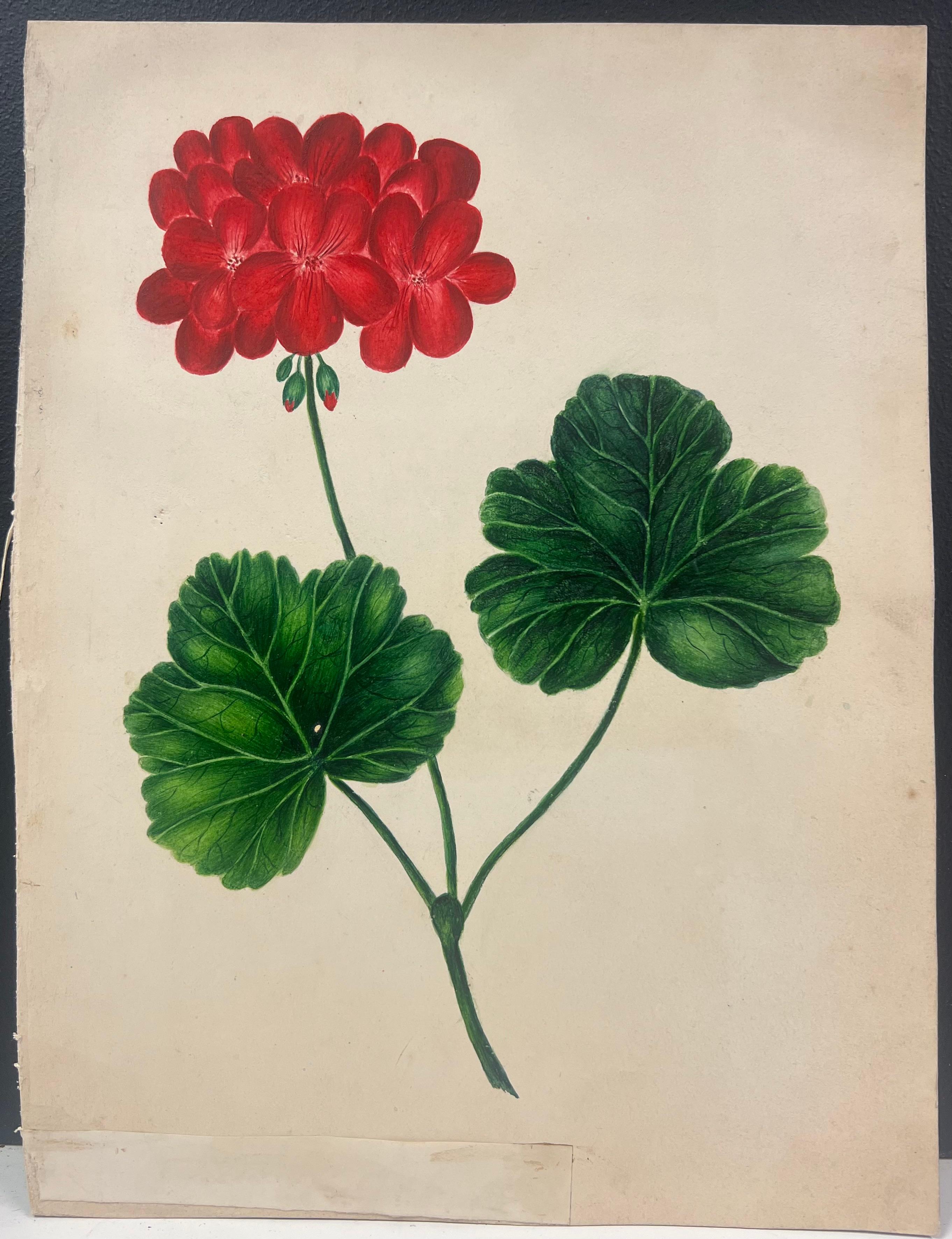 Botanical Watercolour Painting of a Vibrant Red Geranium with Green Leaves - Beige Still-Life Painting by English School 