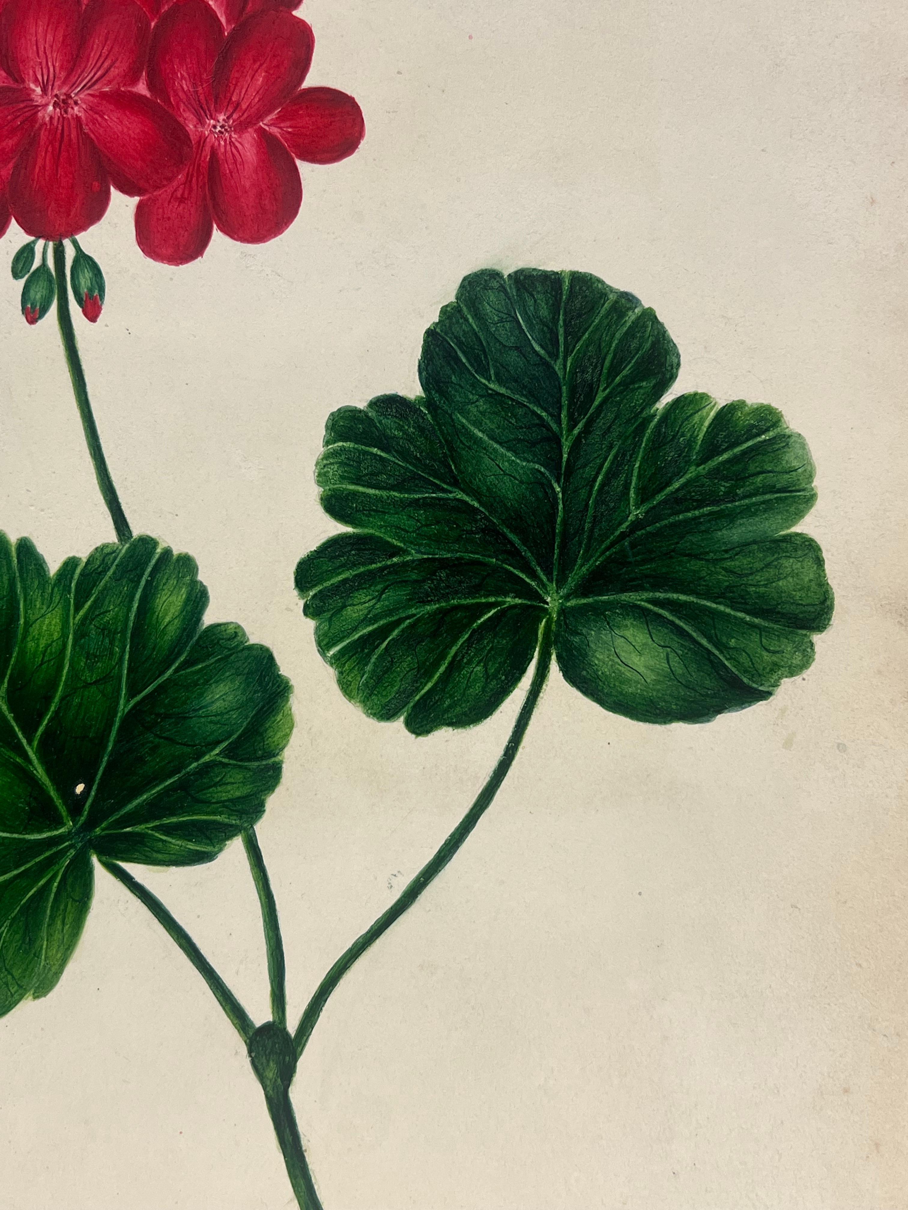 Botanical Watercolor
watercolour drawing on artist paper, unframed
drawing: 10.5 x 8 inches
Provenance: Private collection
Condition: Great condition 

Description: This exquisite botanical watercolour painting showcases the bold beauty of a red