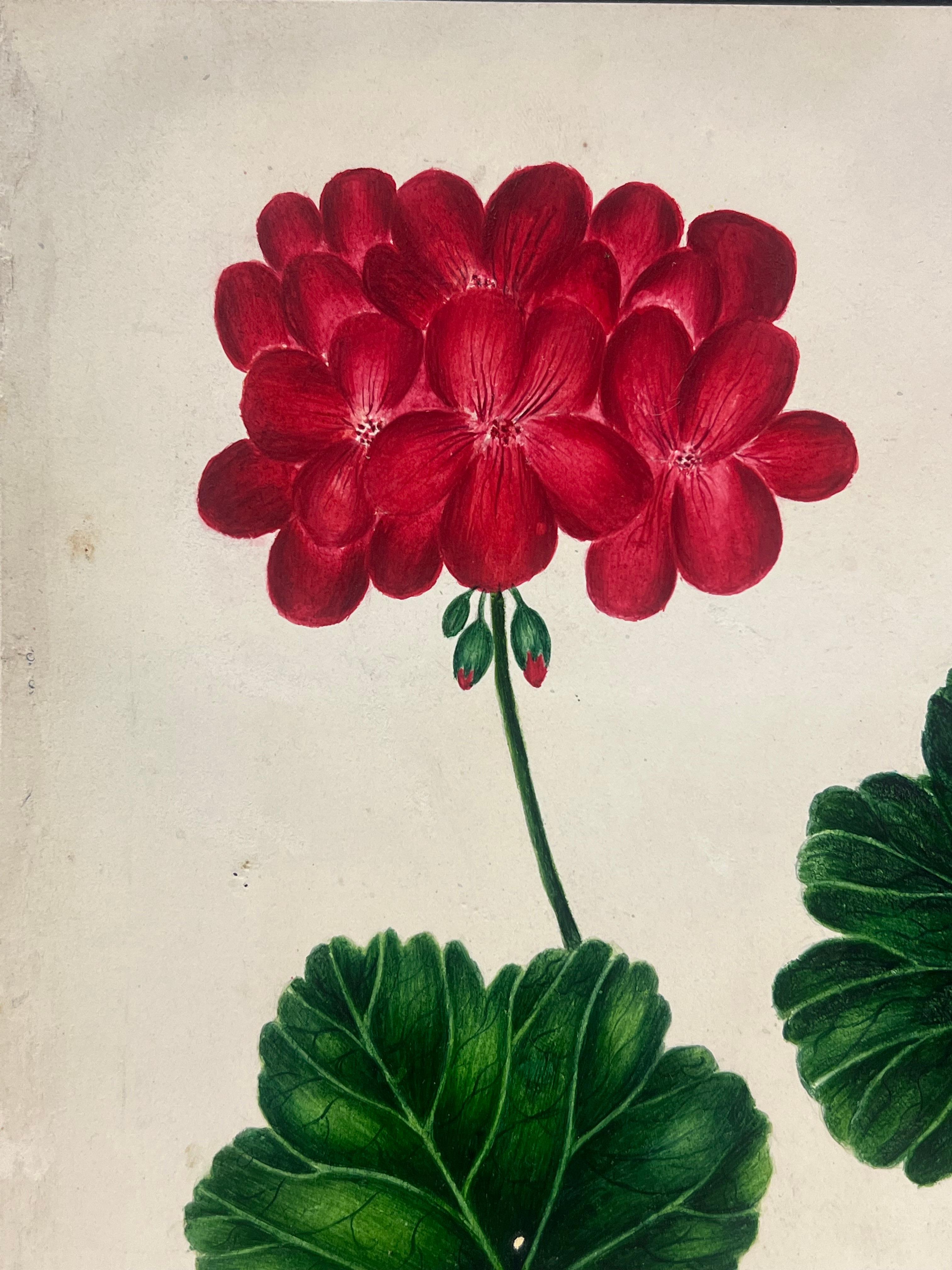 Botanical Watercolour Painting of a Vibrant Red Geranium with Green Leaves For Sale 1