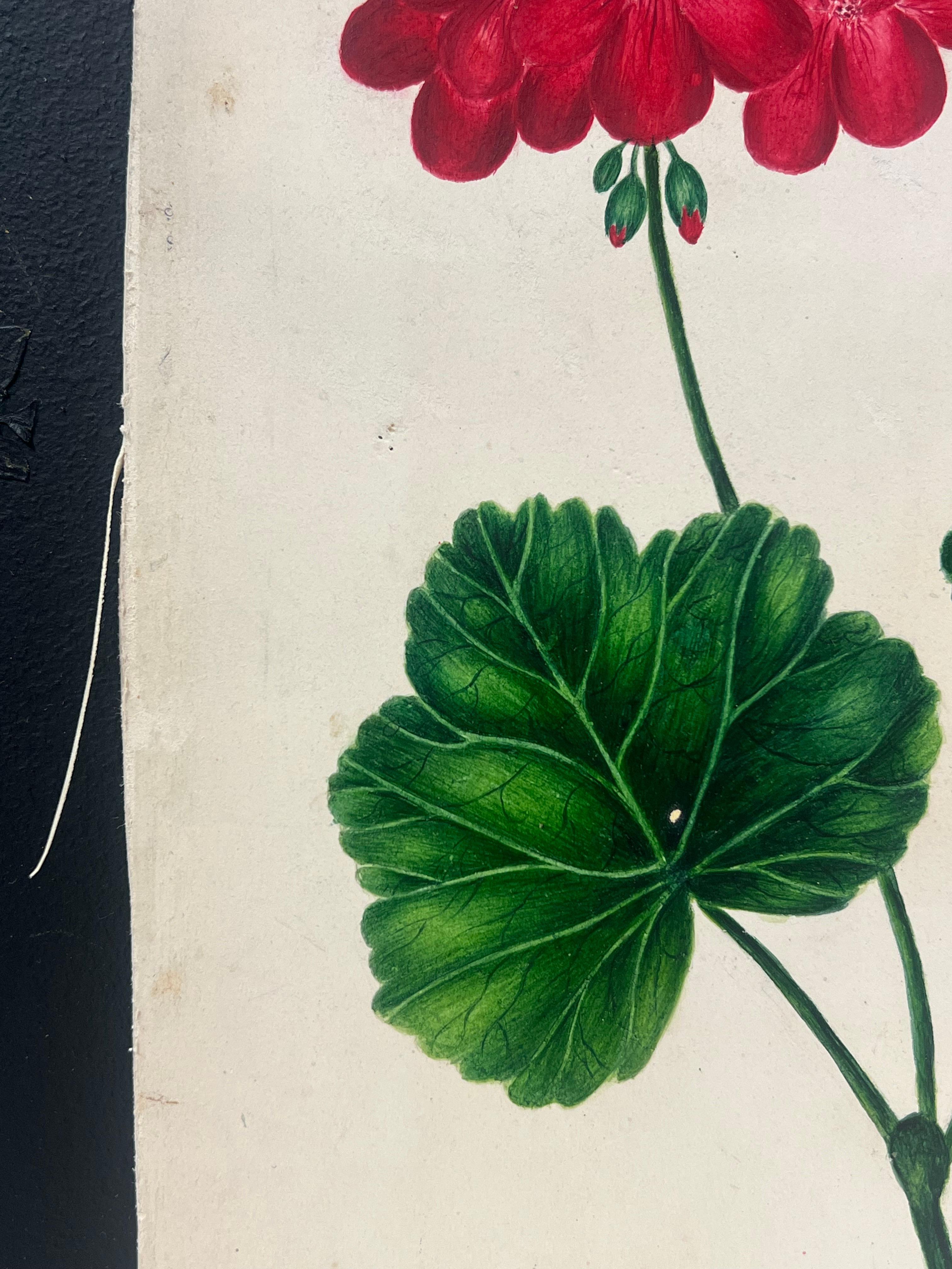 Botanical Watercolour Painting of a Vibrant Red Geranium with Green Leaves For Sale 2
