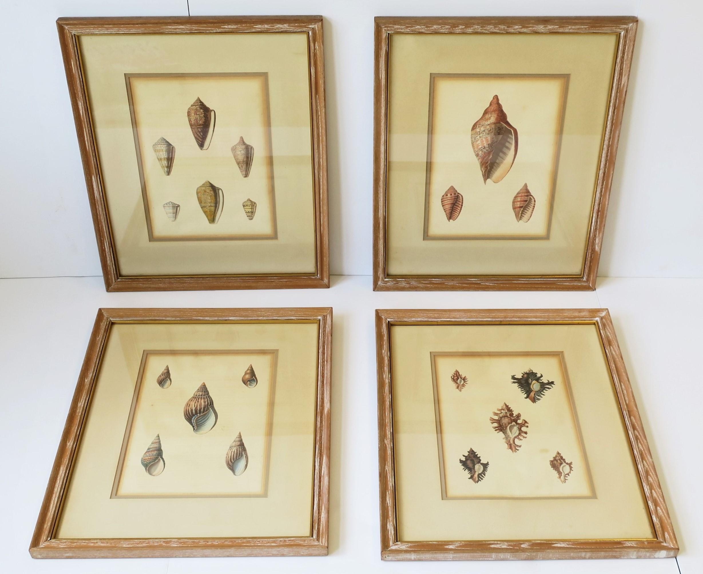 A beautiful set of four (4) original English seashell color lithographs by W. Miller, circa 19th century, London, England. These beautiful seashell [sea shell] designs are comprised of the following species: Conus, Voluta, Bulimus and Triplex;