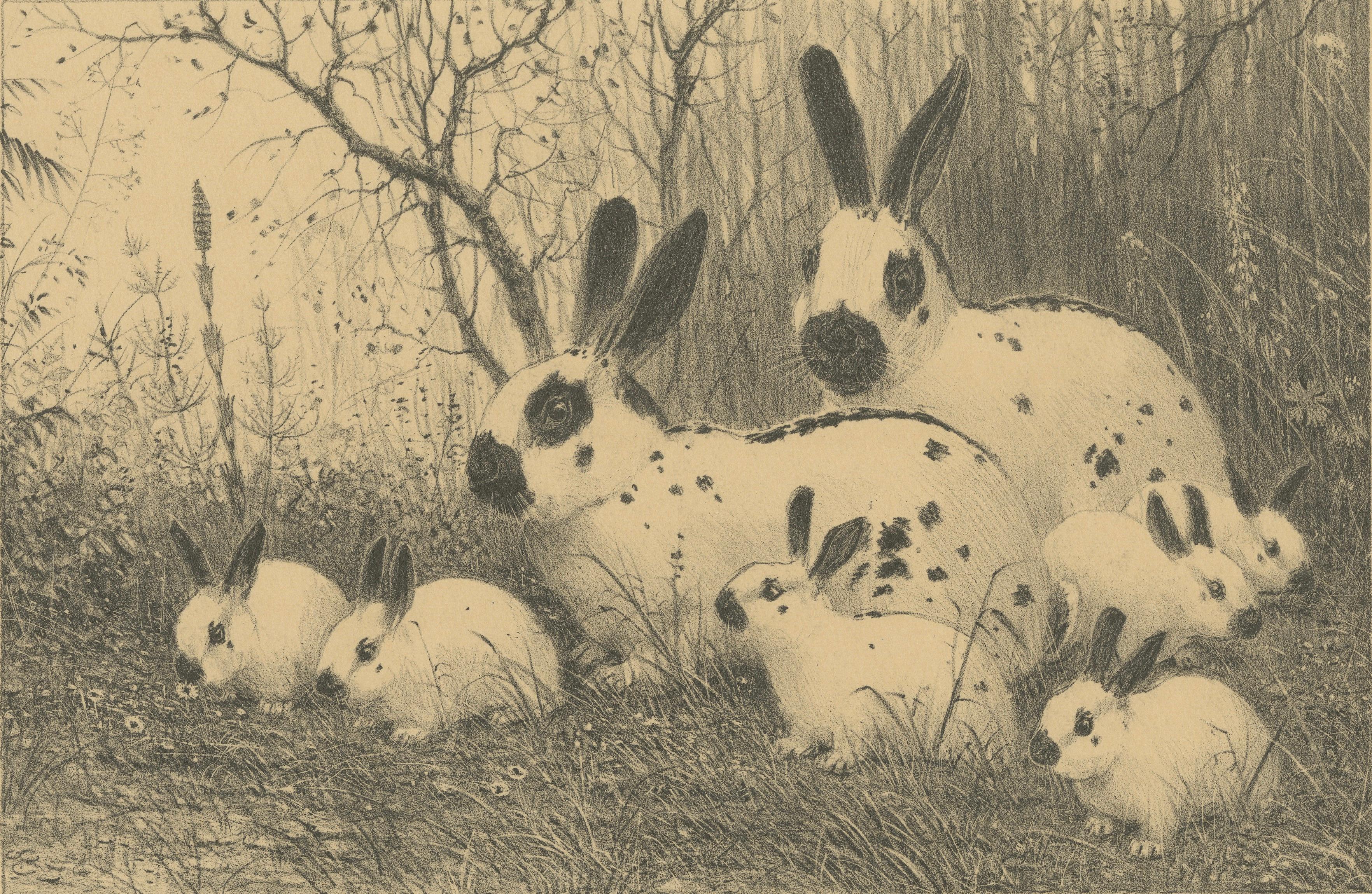 English Spot Rabbits – Wildlife Lithograph by Henri Verstijnen, c.1925