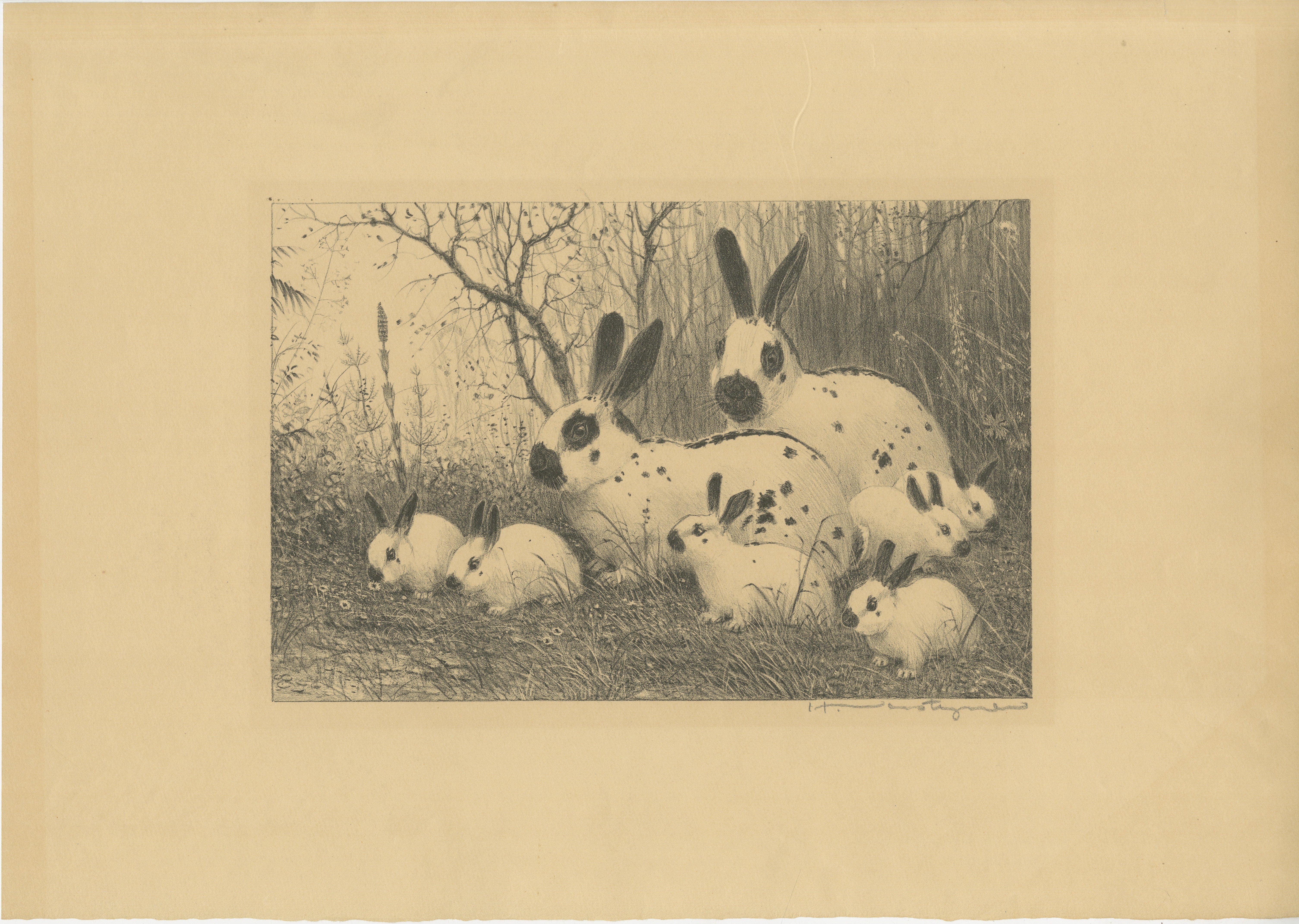 English Spot Rabbits – Wildlife Lithograph by Henri Verstijnen, c.1925