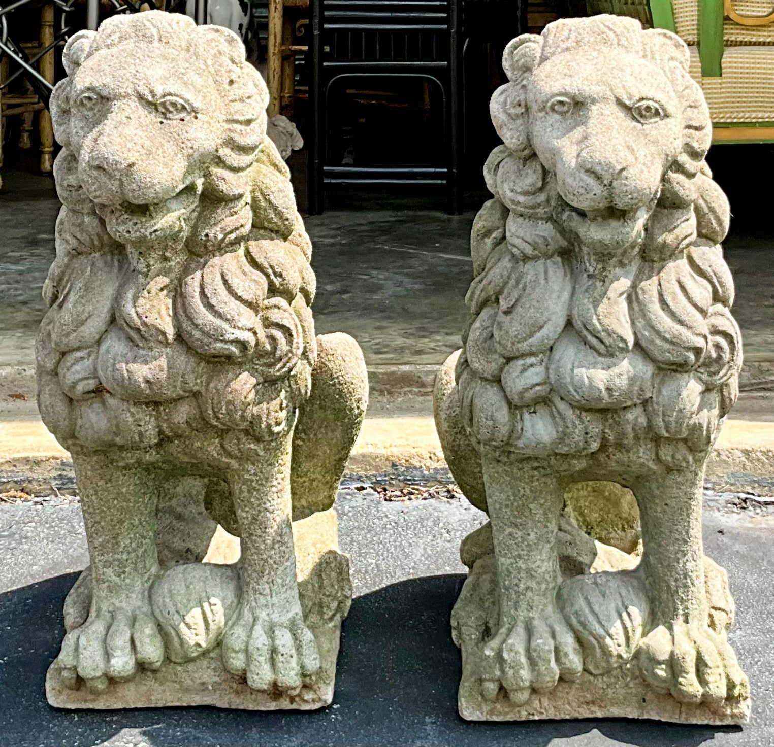 This is a nicely casted English garden style pair of seated concrete lions. The lions have curly manes and a circling tail. They are in very good condition.