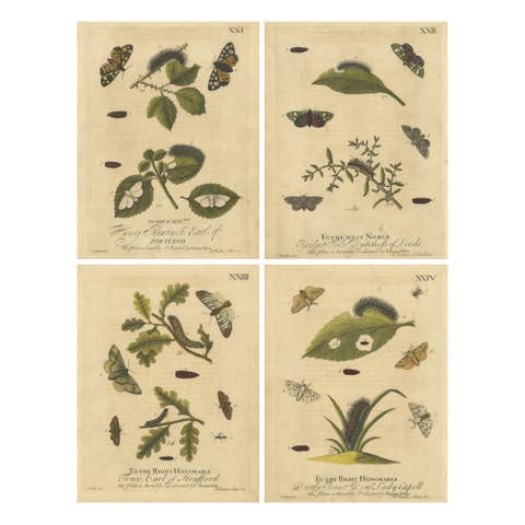 English Tiger & Footman Moths – Scarlet Tiger, Speckled Footman, Albin 1720