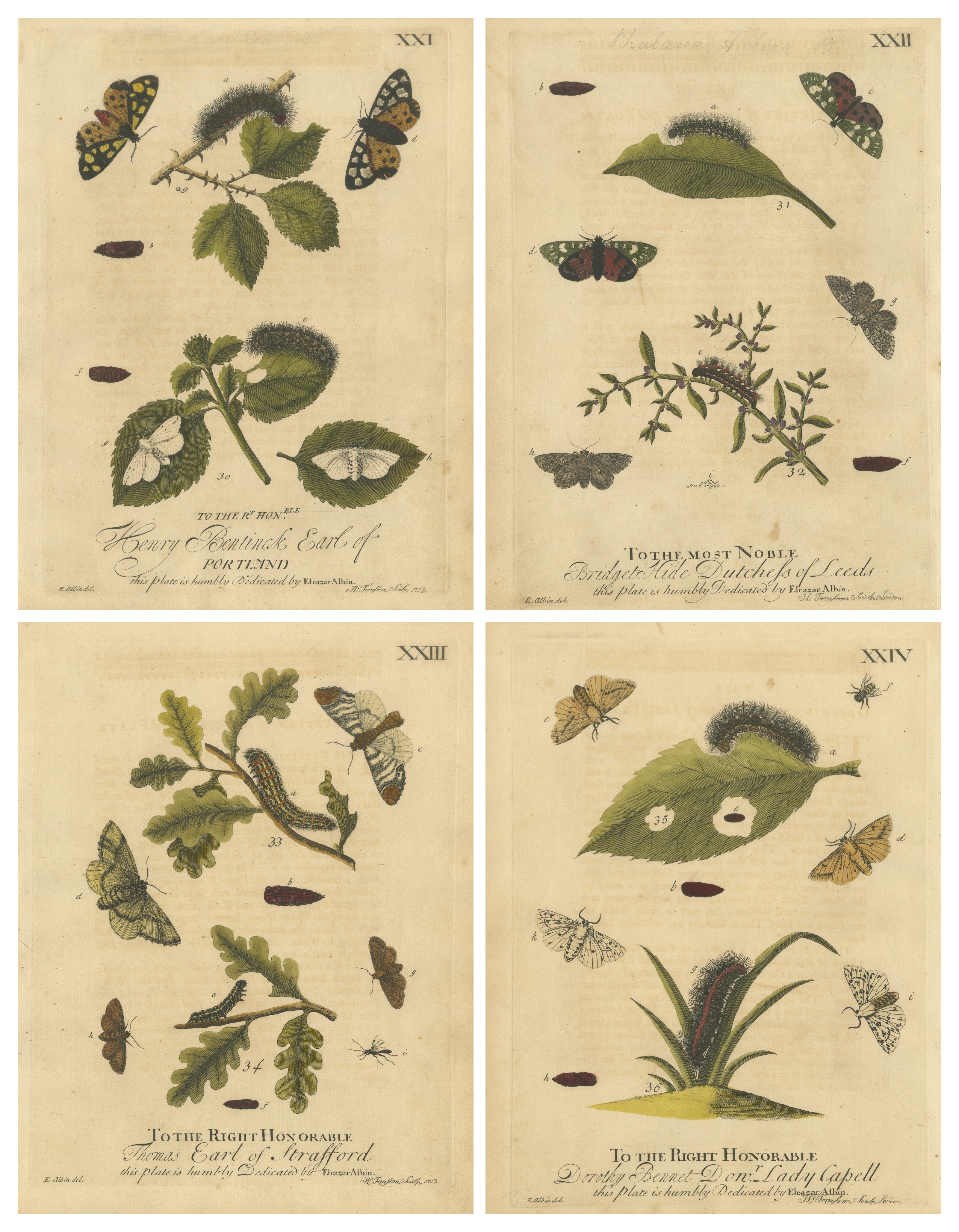 English Tiger 
Footman Moths – Scarlet Tiger, Speckled Footman, Albin 1720