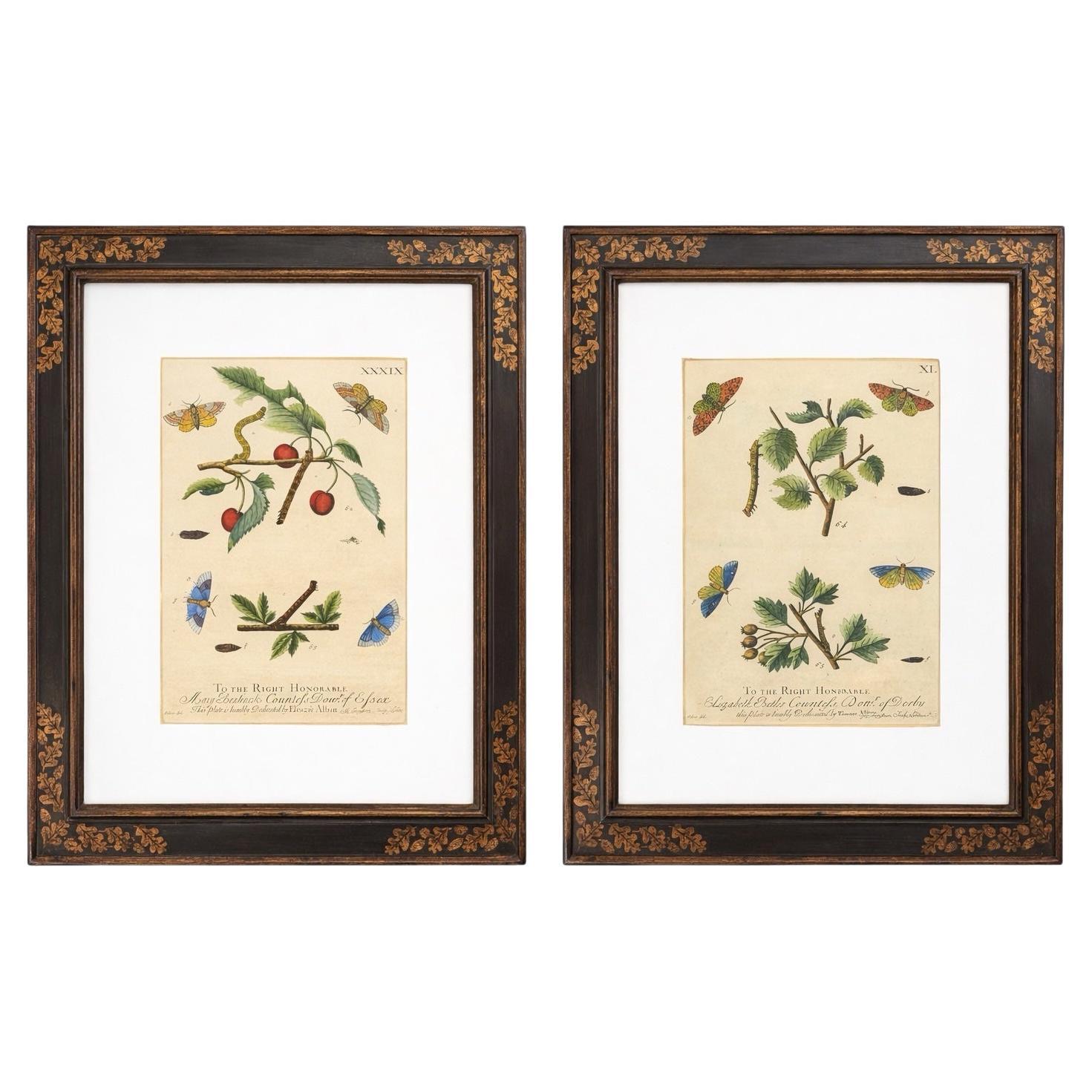 English Trowbridge Victorian Style Gilt Ebonized Framed Botanicals - S/2 en venta