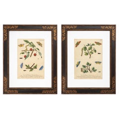English Trowbridge Victorian Style Gilt Ebonized Framed Botanicals - S/2