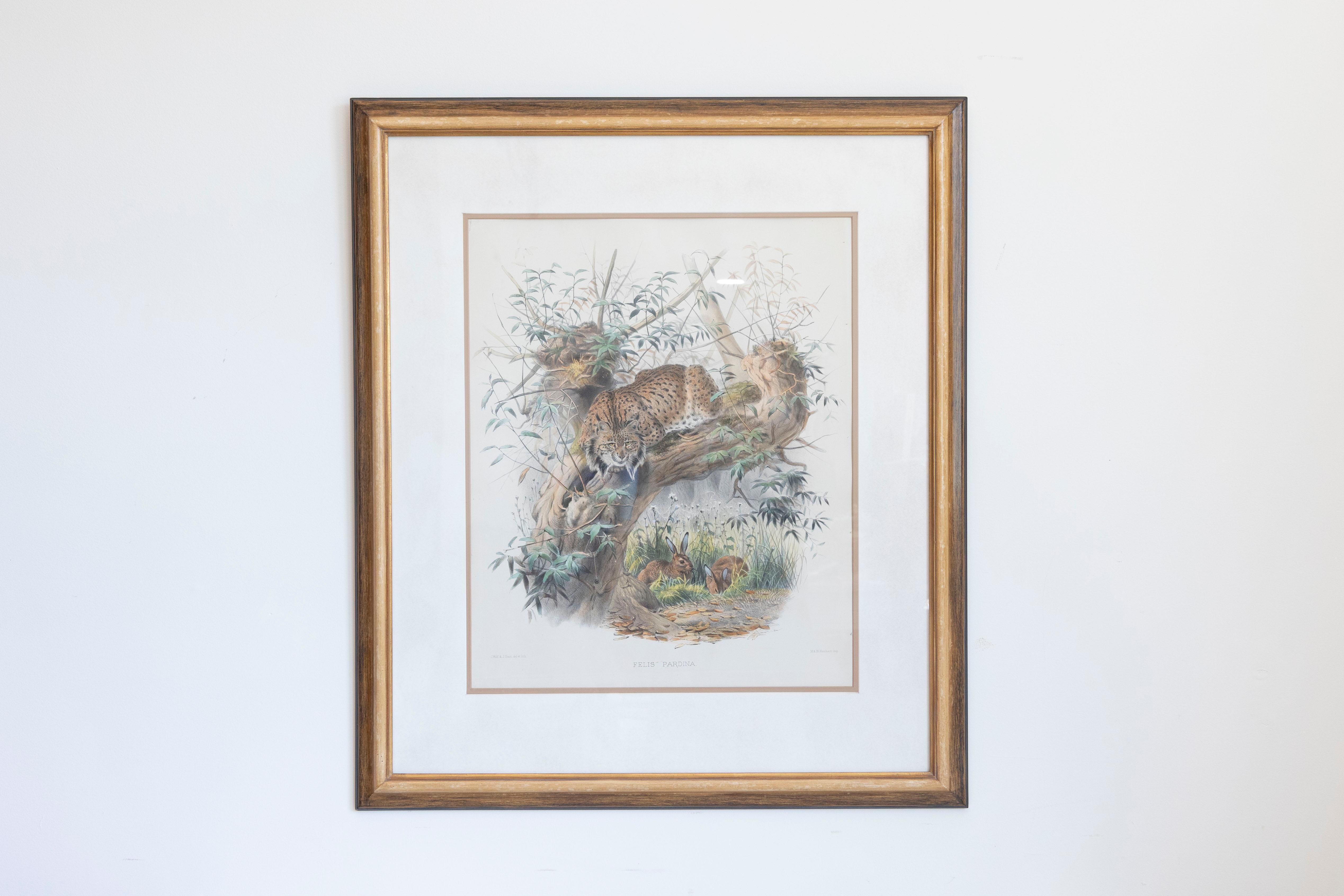 Eine englische handkolorierte Lithographie eines Felis Pardina Luchses von J.Smit nach Joseph Wolf, gedruckt von M & N Hanhart und in einem Holzrahmen. Diese Lithografie, die während der Herrschaft von Königin Victoria in England entstand, zeigt