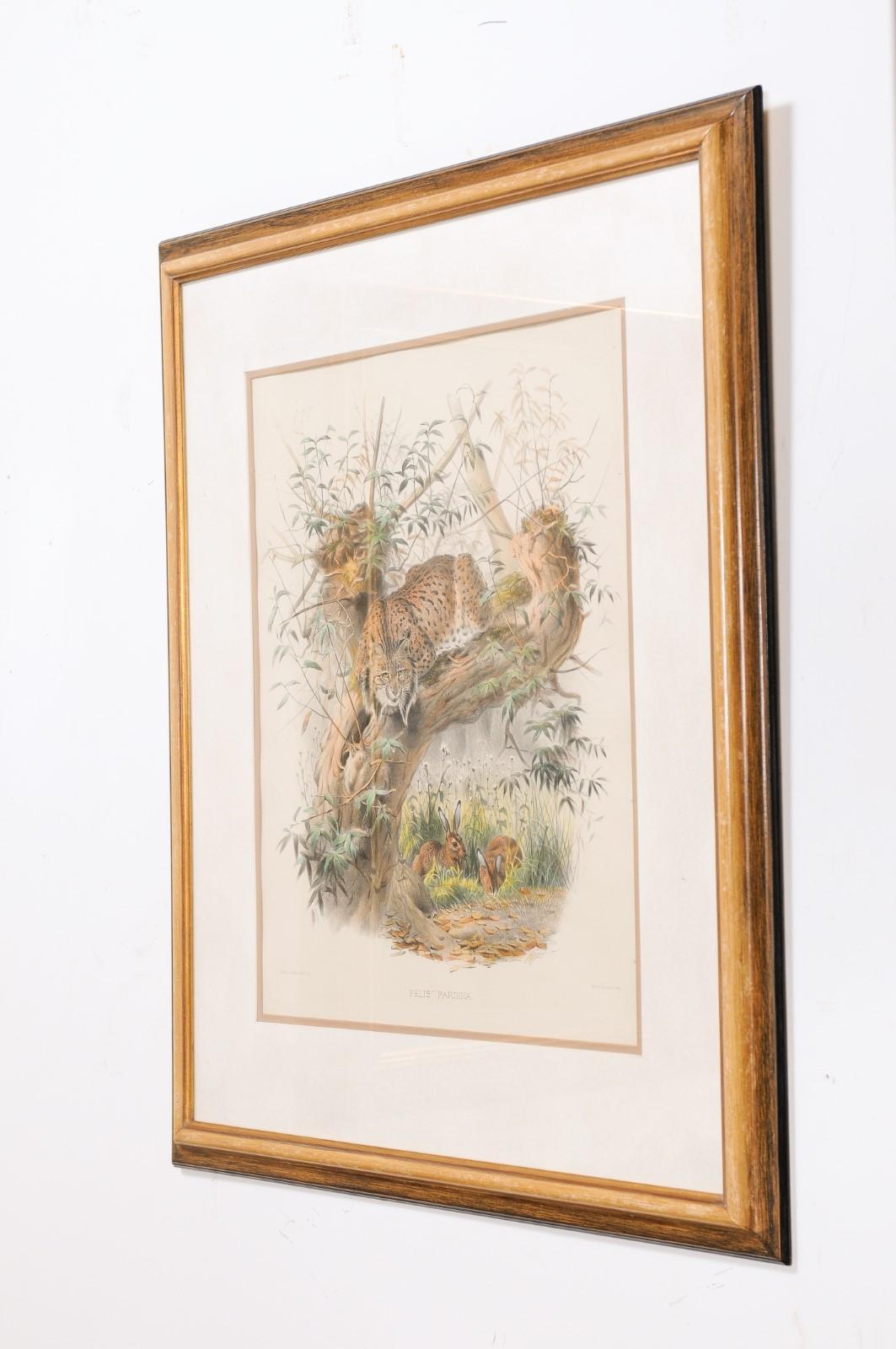 English Victorian 19th Century Hand-Colored Framed Lithograph of a Felis Pardina 2