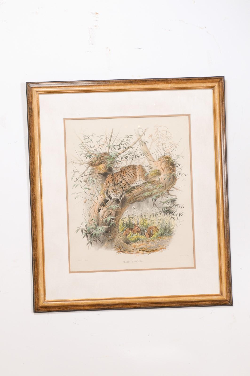 English Victorian 19th Century Hand-Colored Framed Lithograph of a Felis Pardina 4