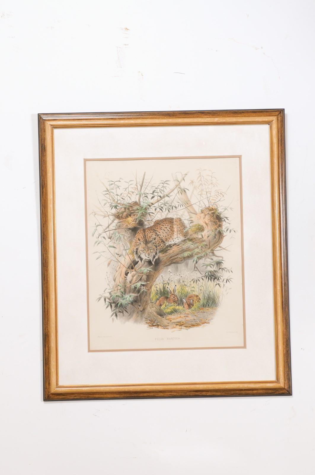 English Victorian 19th Century Hand-Colored Framed Lithograph of a Felis Pardina 5