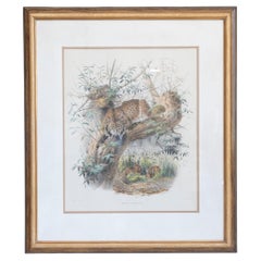 English Victorian 19th Century Hand-Colored Framed Lithograph of a Felis Pardina