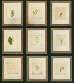 Ensemble de 9 aquarelles botaniques anglaises anciennes en chêne