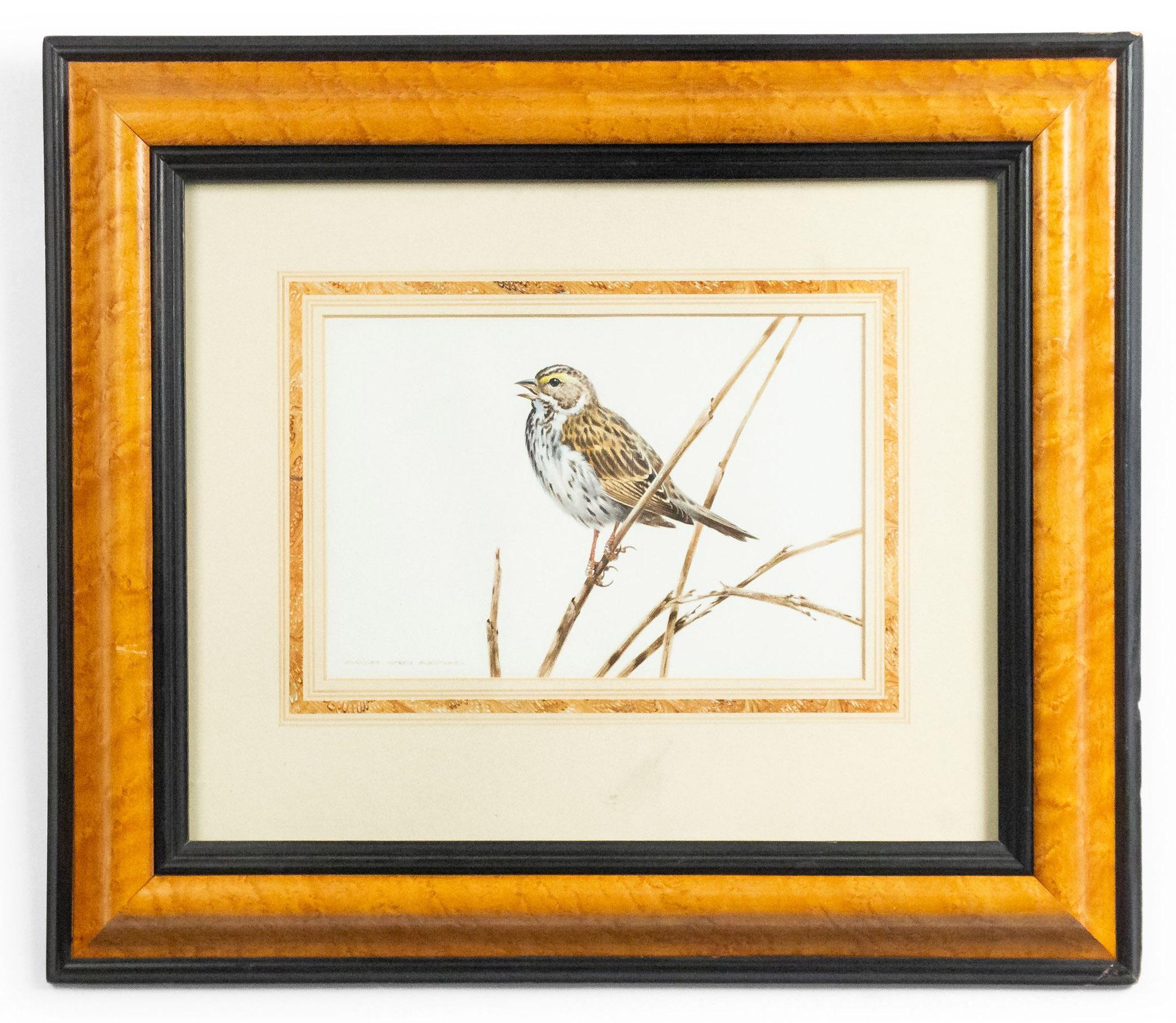 Englisch viktorianischen Ahorn und ebonisiert gerahmt Aquarell eines Vogels auf einem Zweig. (David Kerr) (Begleitstücke: 053214D-I)