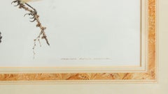 English Victorian Bird Watercolor