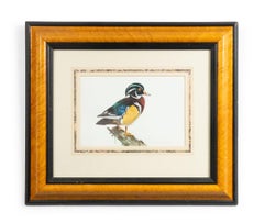 English Victorian Bird Watercolor