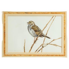 Acuarela inglesa victoriana de pájaros