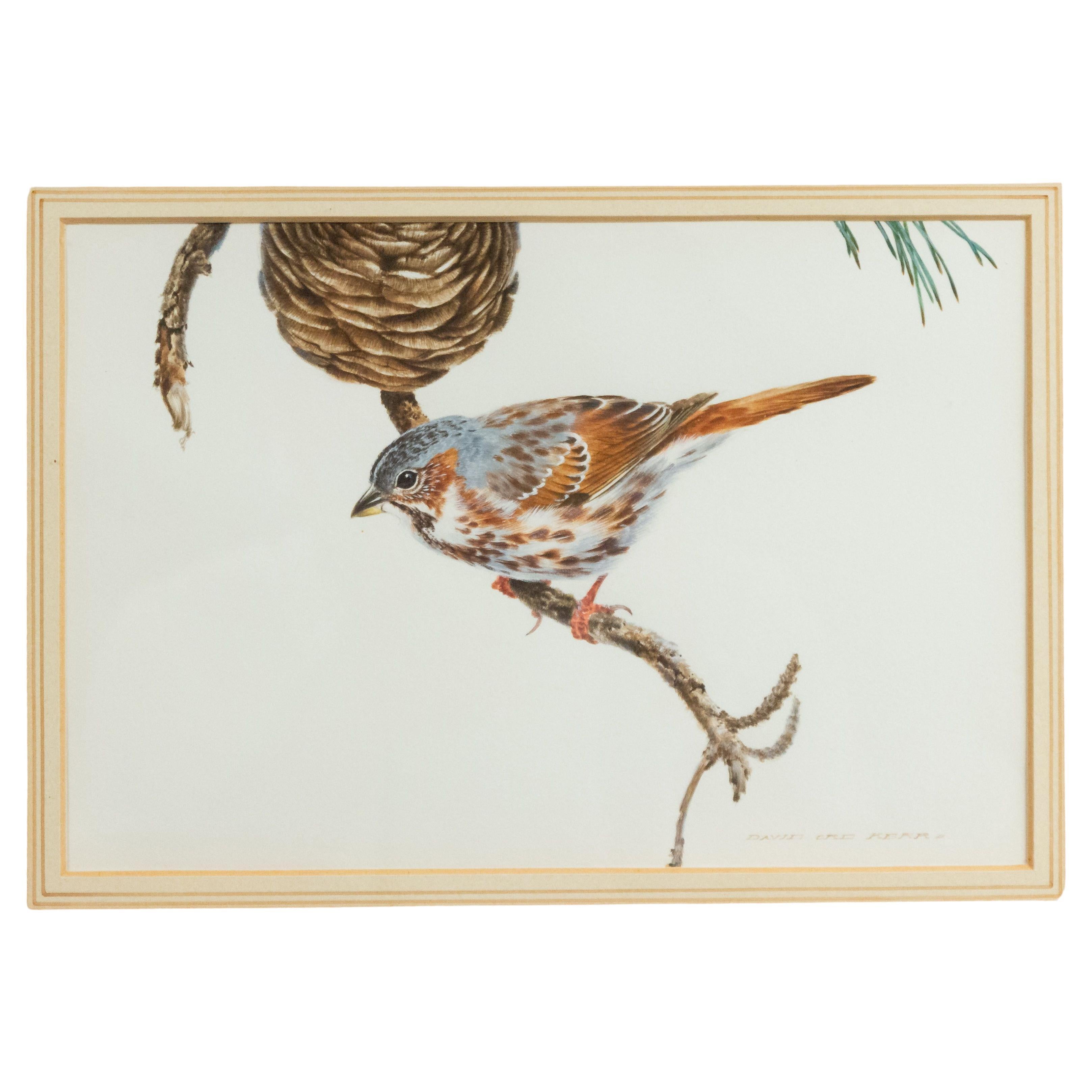 Acuarela inglesa victoriana de pájaros en venta