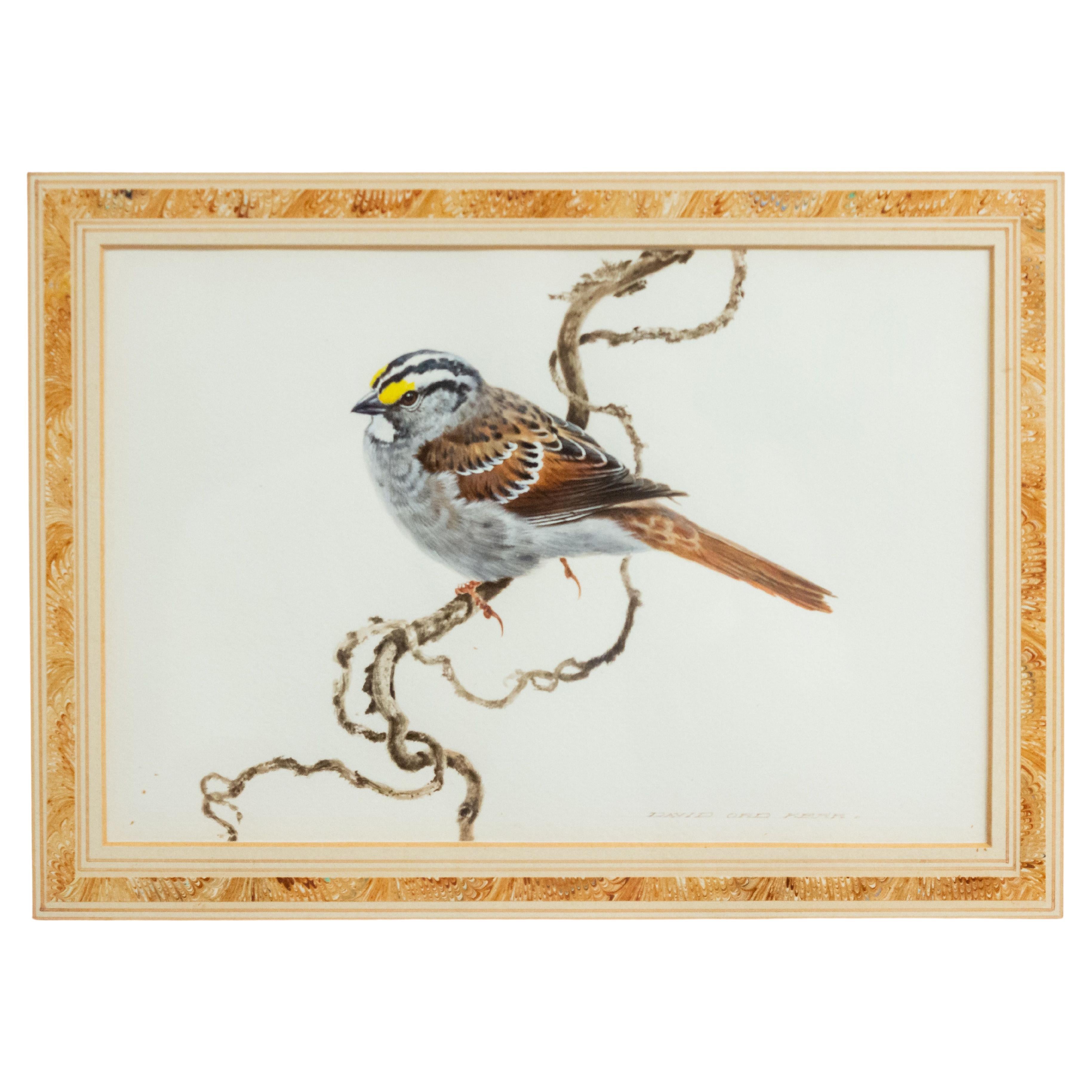 Acuarela inglesa victoriana de pájaros