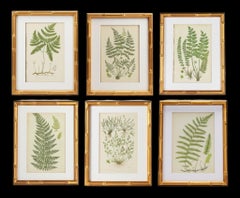 English Victorian Fern Botanicals Att. Anne Pratt Gilt Faux Bamboo Frames - 6