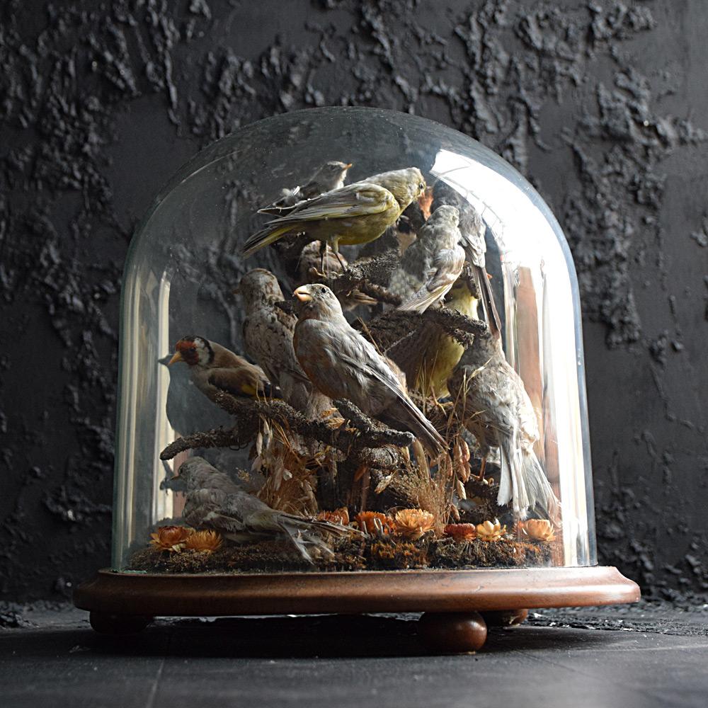 Victorian finch bird diorama

We are proud to offer a highly decorative and unusually shaped English bird diorama. We believe this example contains 14 what resemble finch specimen stuffed birds. All positioned on a natural branch, surrounded by