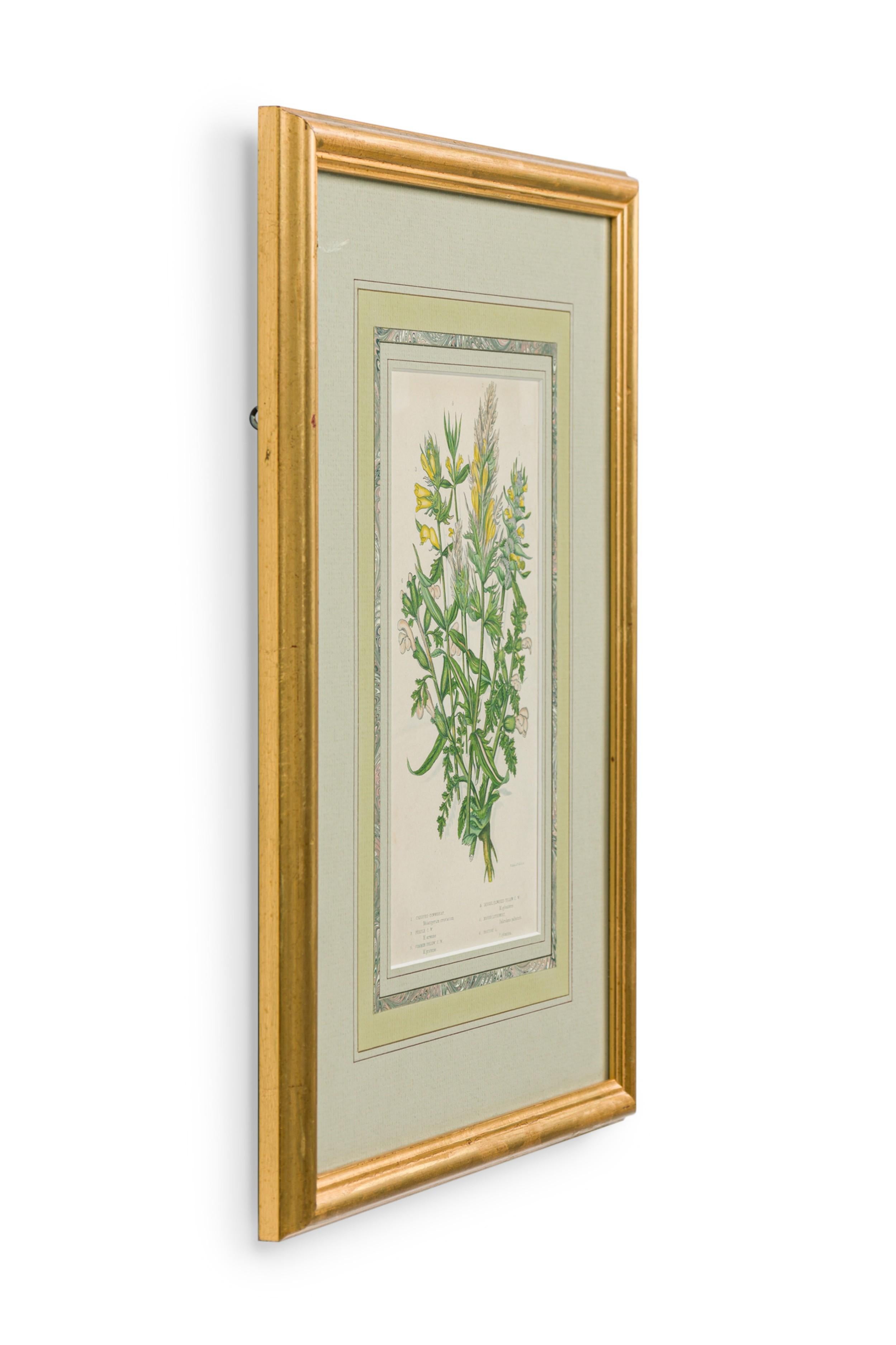 Englische viktorianische, goldgerahmte und paspelierte botanische Illustration eines Kammweizens mit gelben und rosa Blüten (ähnliche Artikel: NWL7290, 7292, 7293)