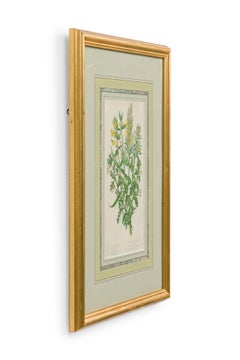 English Victorian Framed Botanical Illustration of Crested Crowwheat