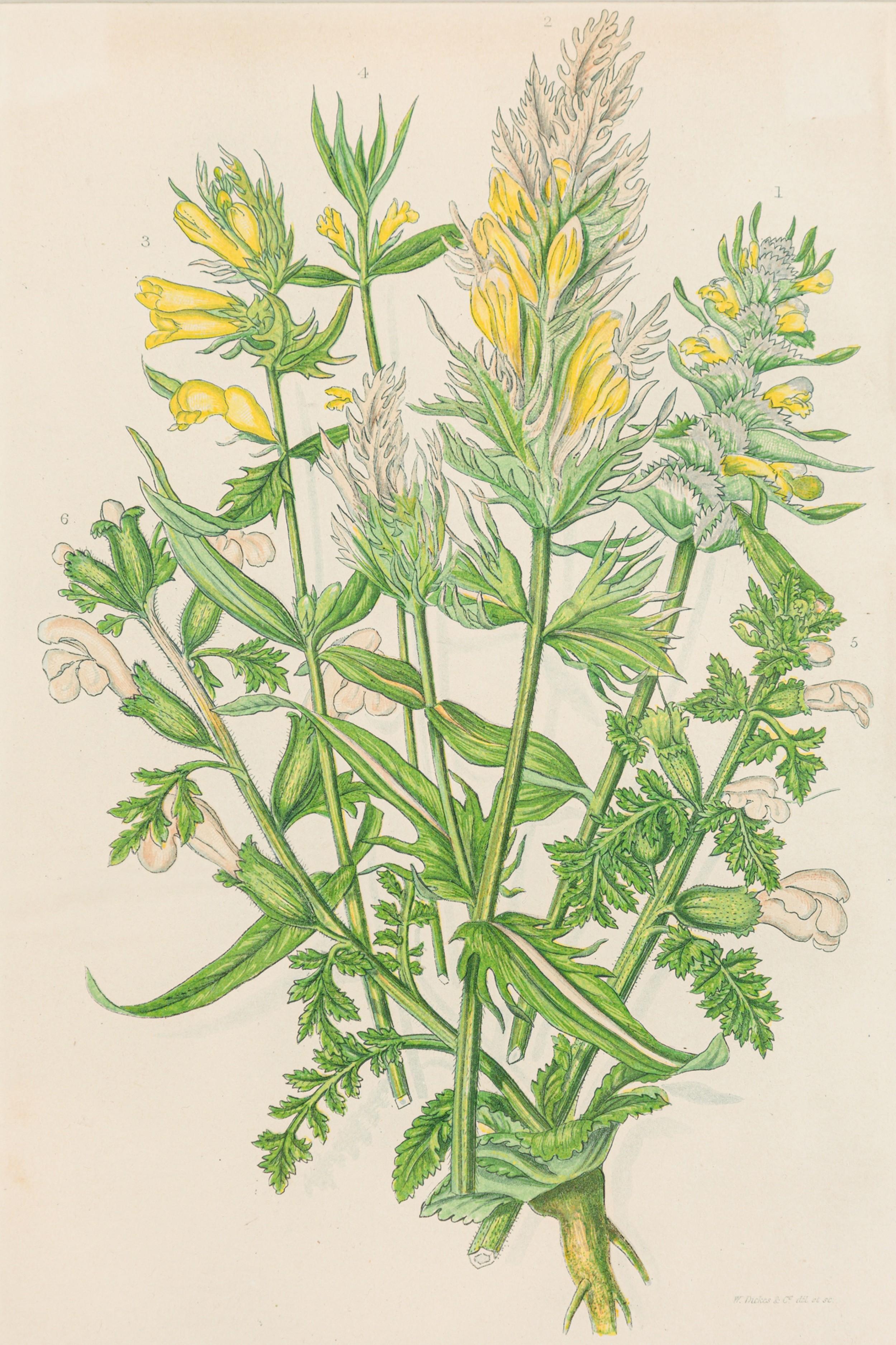 Englische viktorianische gerahmte botanische Illustration von Kammhirse (Britisch) im Angebot