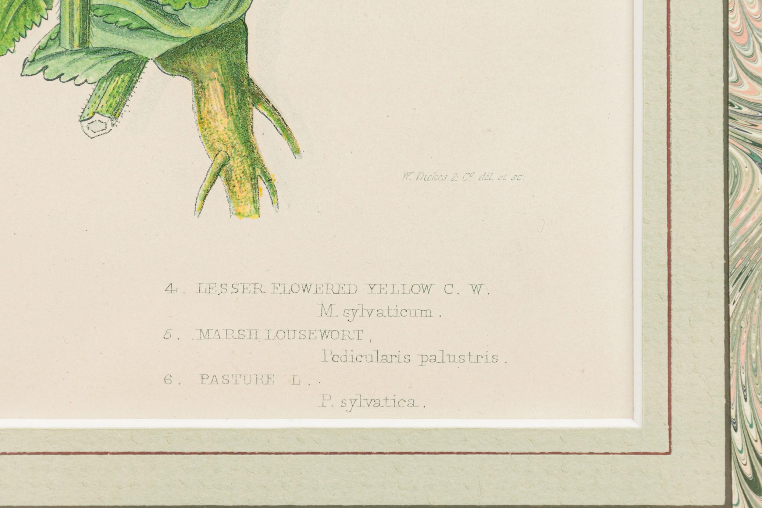 Englische viktorianische gerahmte botanische Illustration von Kammhirse im Zustand „Gut“ im Angebot in Queens, NY