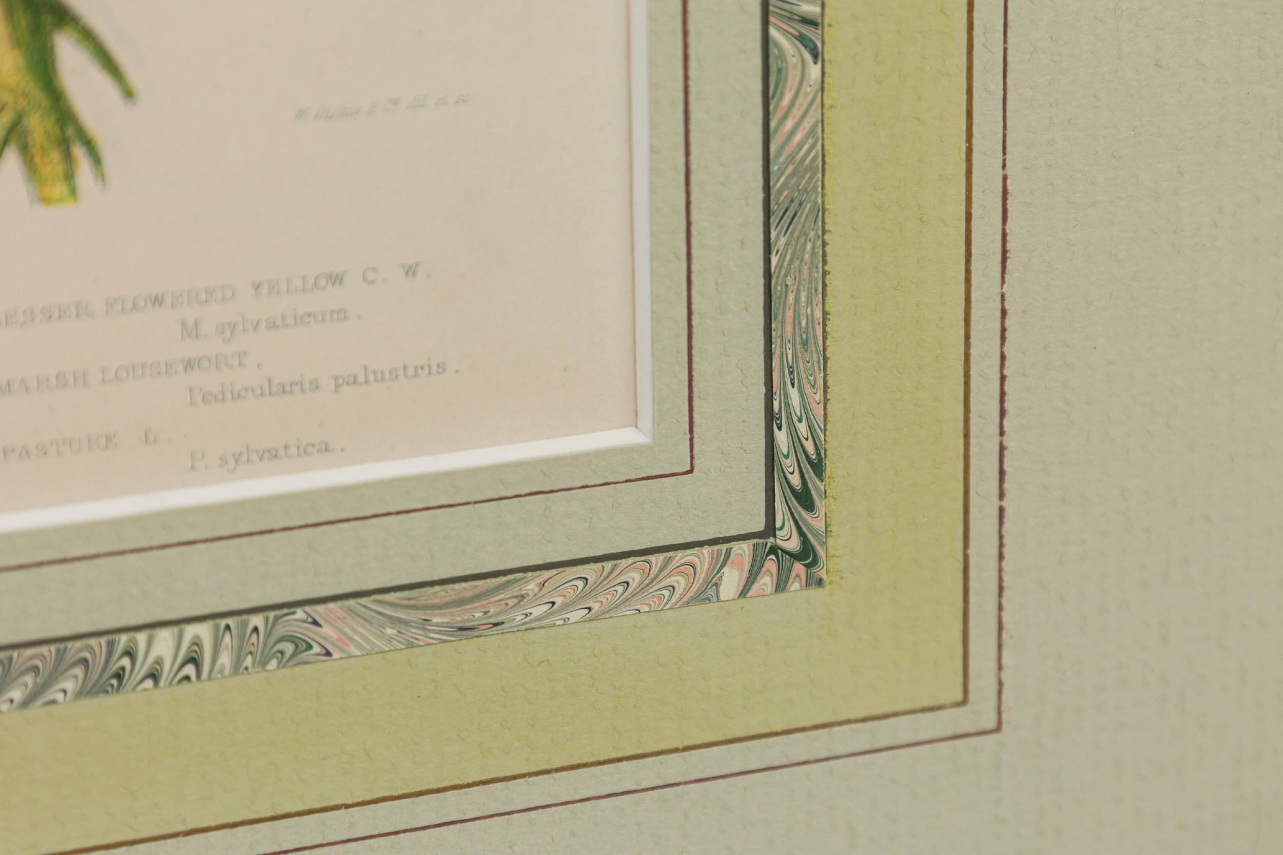 Englische viktorianische gerahmte botanische Illustration von Kammhirse (19. Jahrhundert) im Angebot