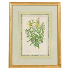 English Victorian Framed Botanical Illustration of Crested Crowwheat