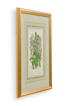 English Victorian Framed Botanical Illustration of Green-Winged Meadow Orchis