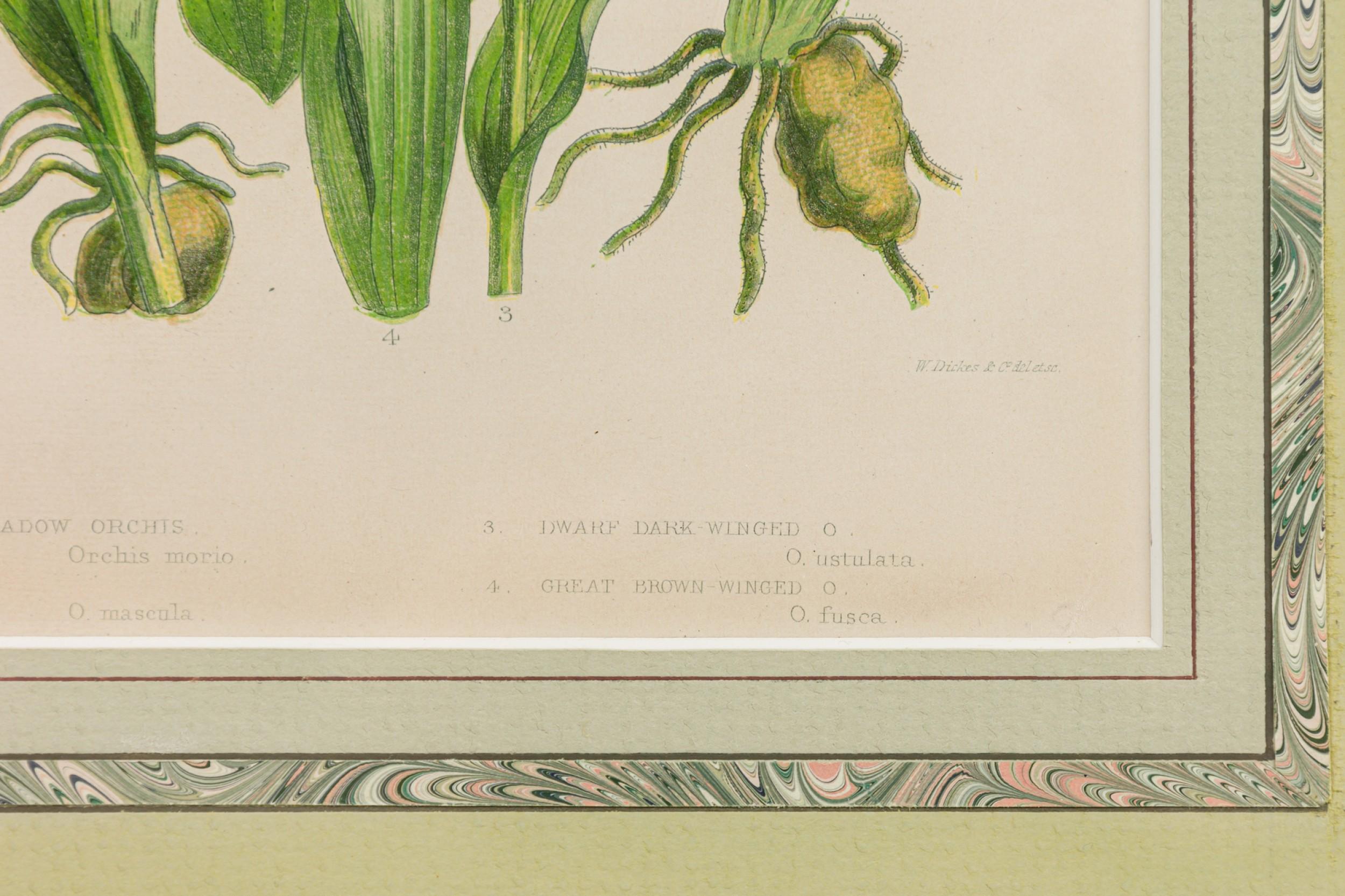 Englische viktorianische gerahmte botanische Illustration des Grünflügligen Wiesen-Knabenkrauts (Britisch) im Angebot