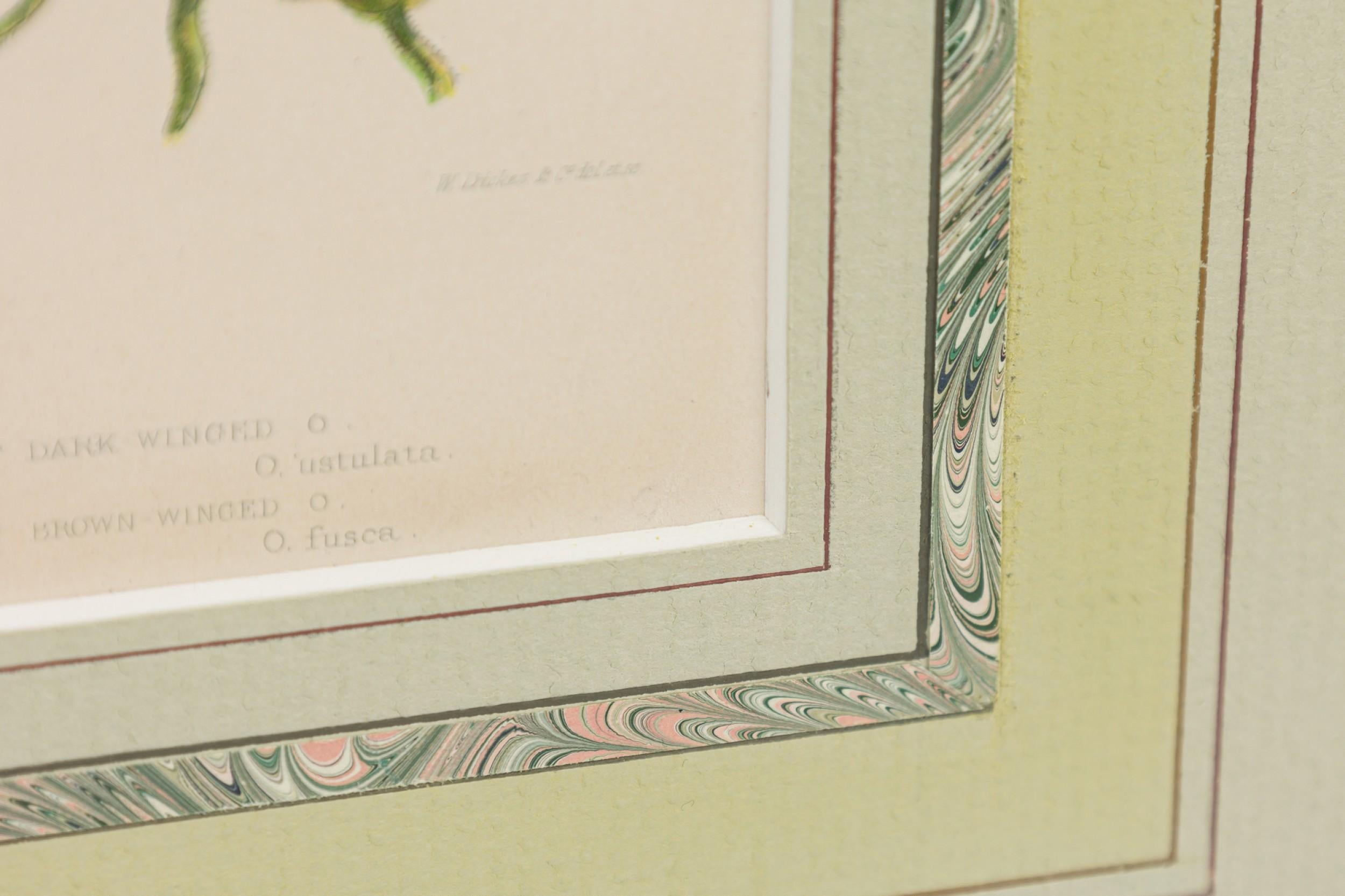 Englische viktorianische gerahmte botanische Illustration des Grünflügligen Wiesen-Knabenkrauts im Zustand „Gut“ im Angebot in Queens, NY