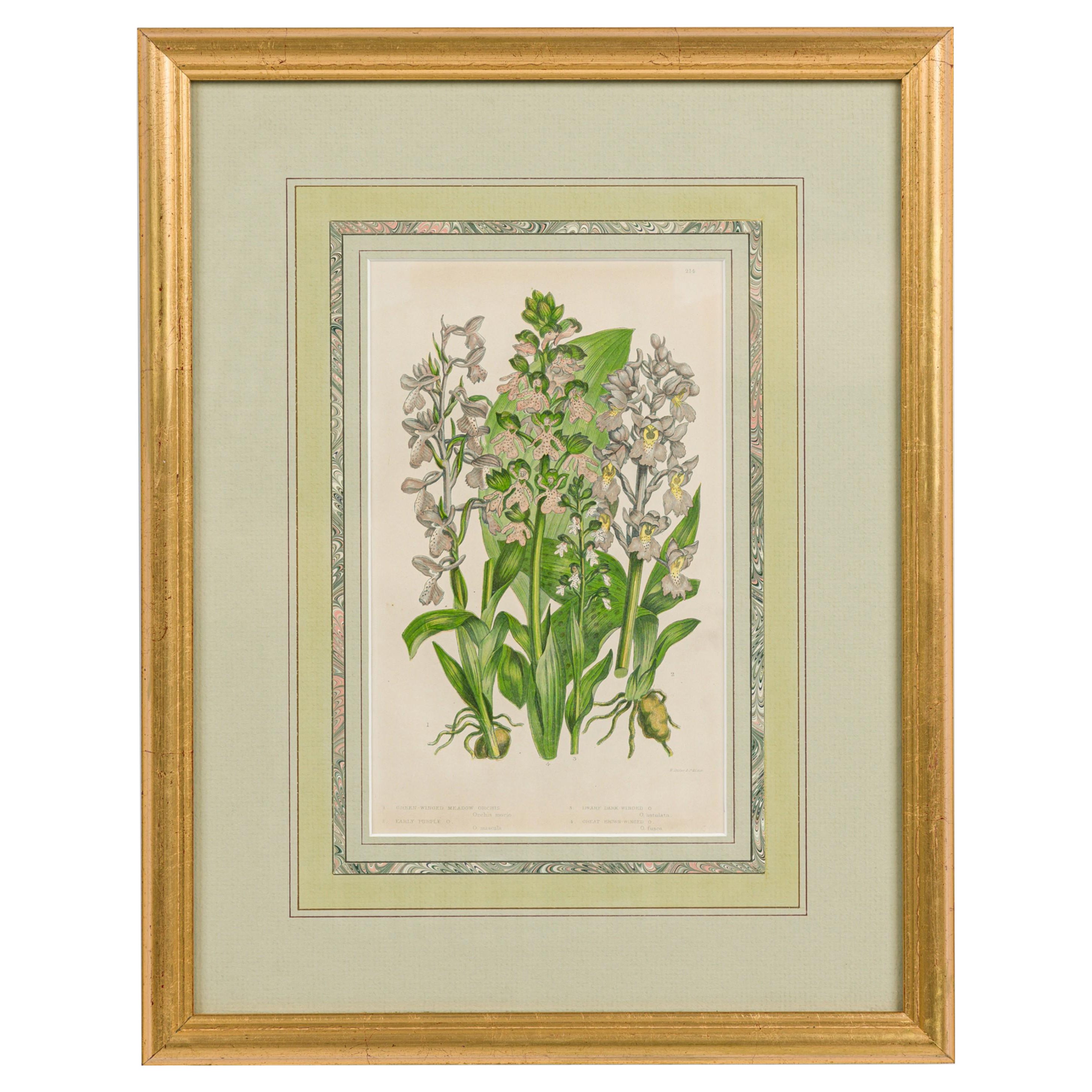 Englische viktorianische gerahmte botanische Illustration des Grünflügligen Wiesen-Knabenkrauts