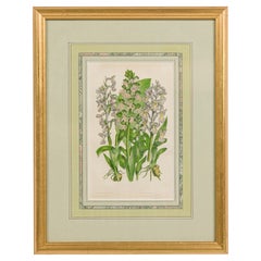 English Victorian Framed Botanical Illustration of Green-Winged Meadow Orchis