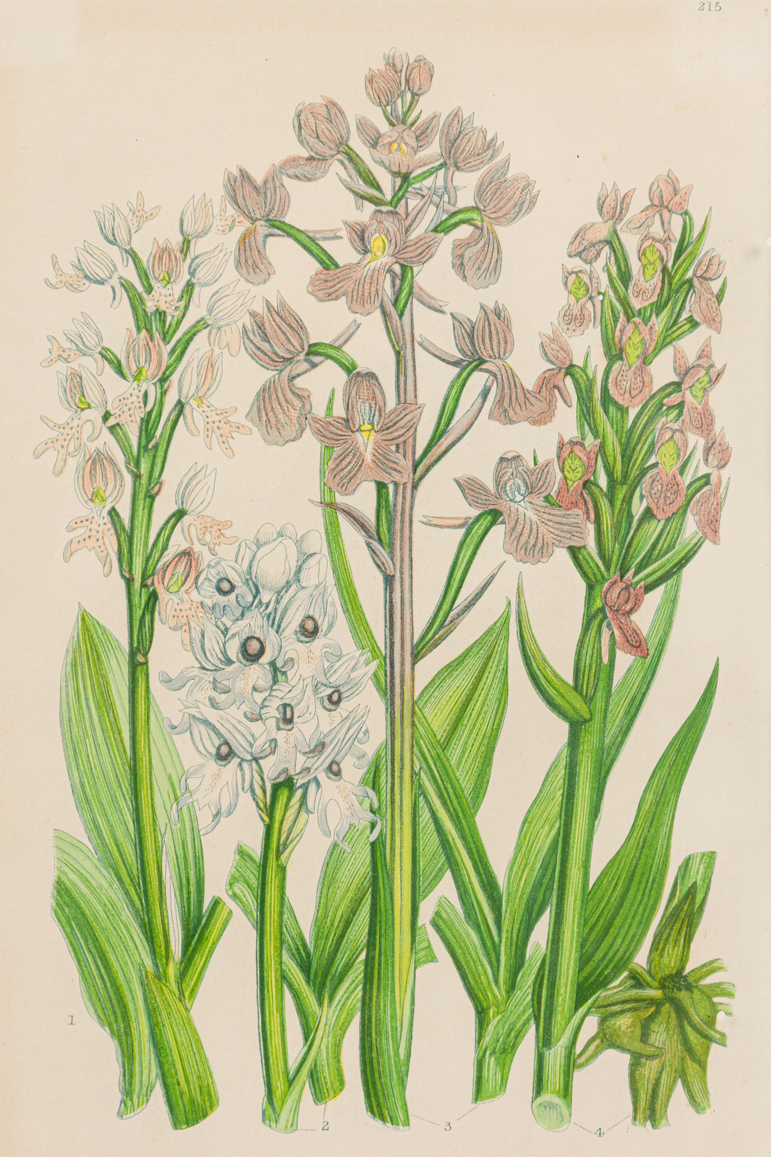 Englische viktorianische gerahmte botanische Illustration von Orchis Miltaris (Britisch) im Angebot