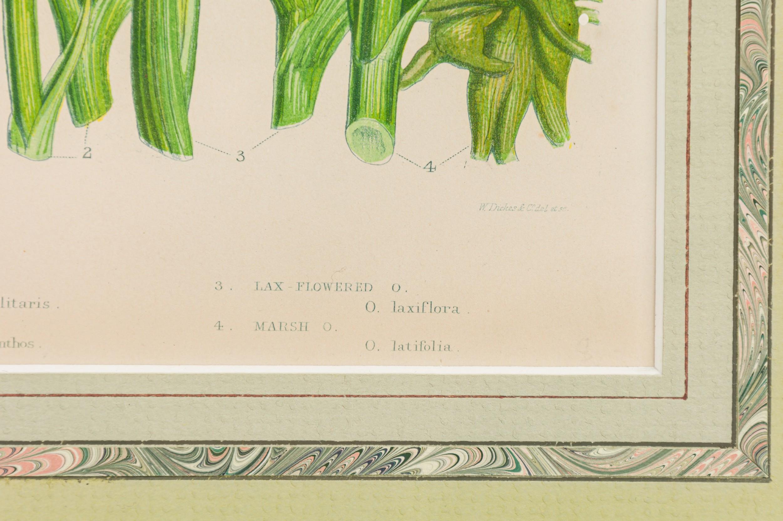 Englische viktorianische gerahmte botanische Illustration von Orchis Miltaris im Zustand „Gut“ im Angebot in Queens, NY