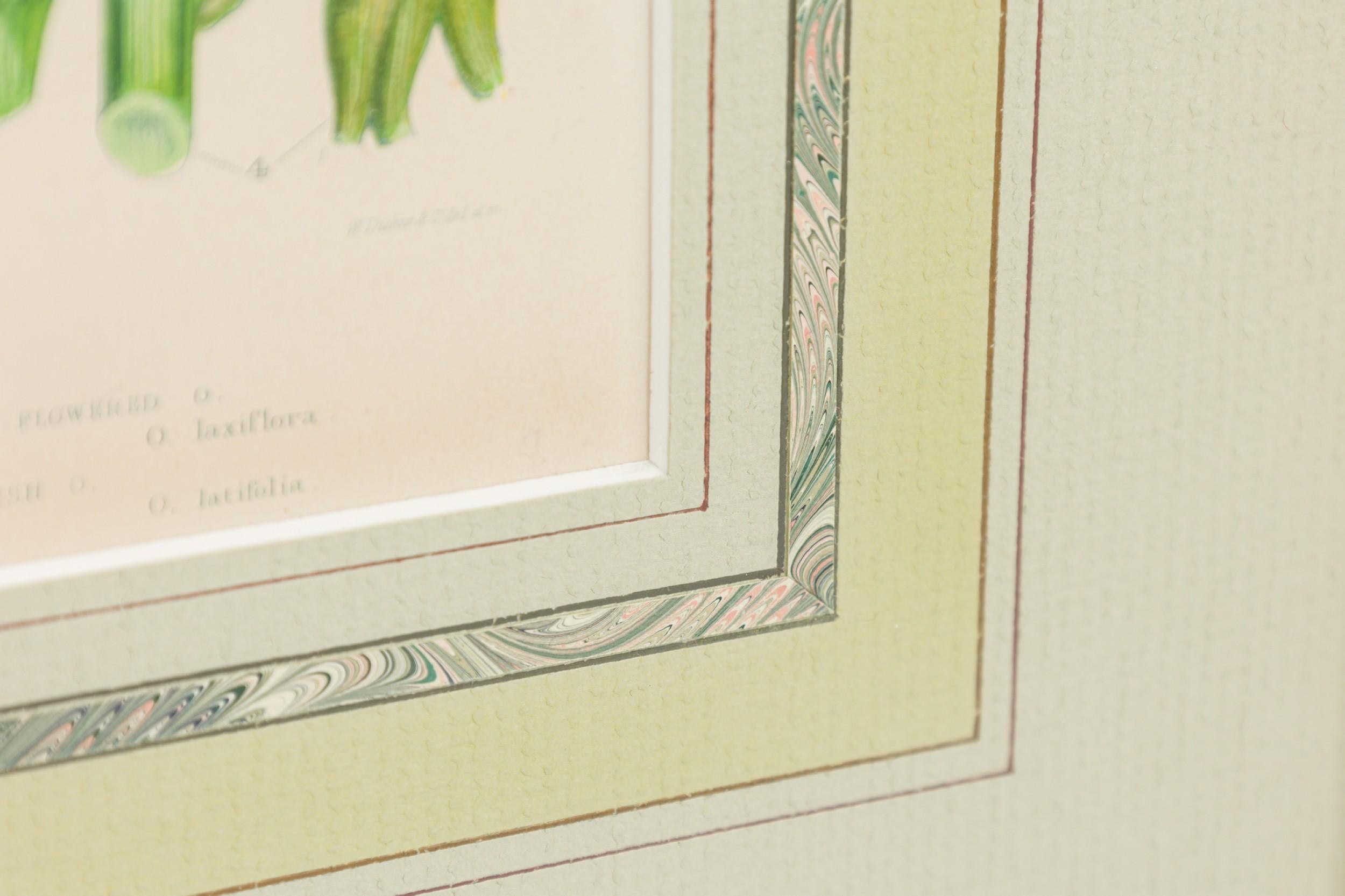 Englische viktorianische gerahmte botanische Illustration von Orchis Miltaris (19. Jahrhundert) im Angebot