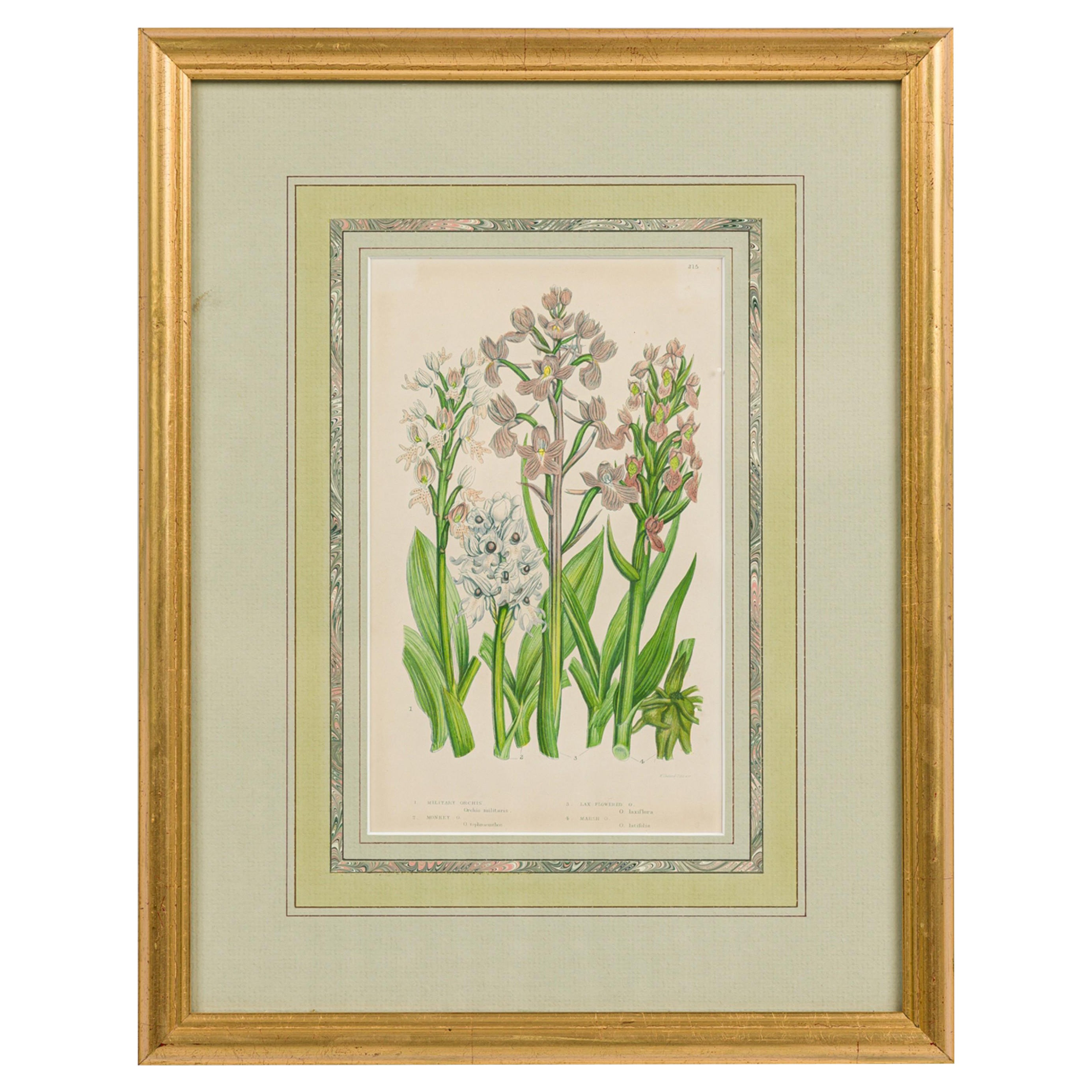 English Victorian Framed Botanical Illustration of Orchis Miltaris