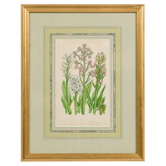 English Victorian Framed Botanical Illustration of Orchis Miltaris