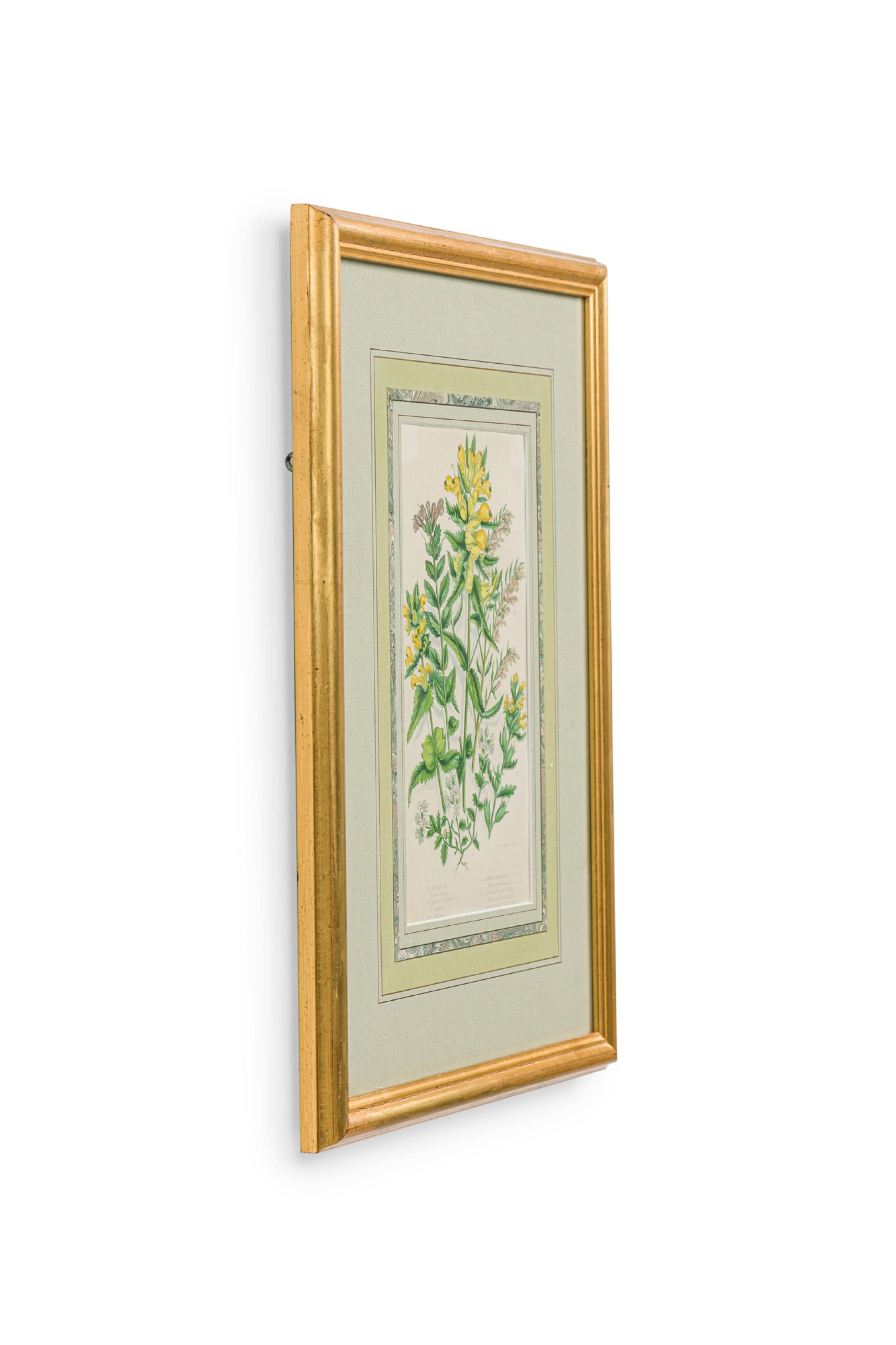 Illustration botanique victorienne anglaise encadrée et matée de Bartsia alpine jaune avec fleur jaune et rose (articles similaires : NWL7291, 7292, 7293)