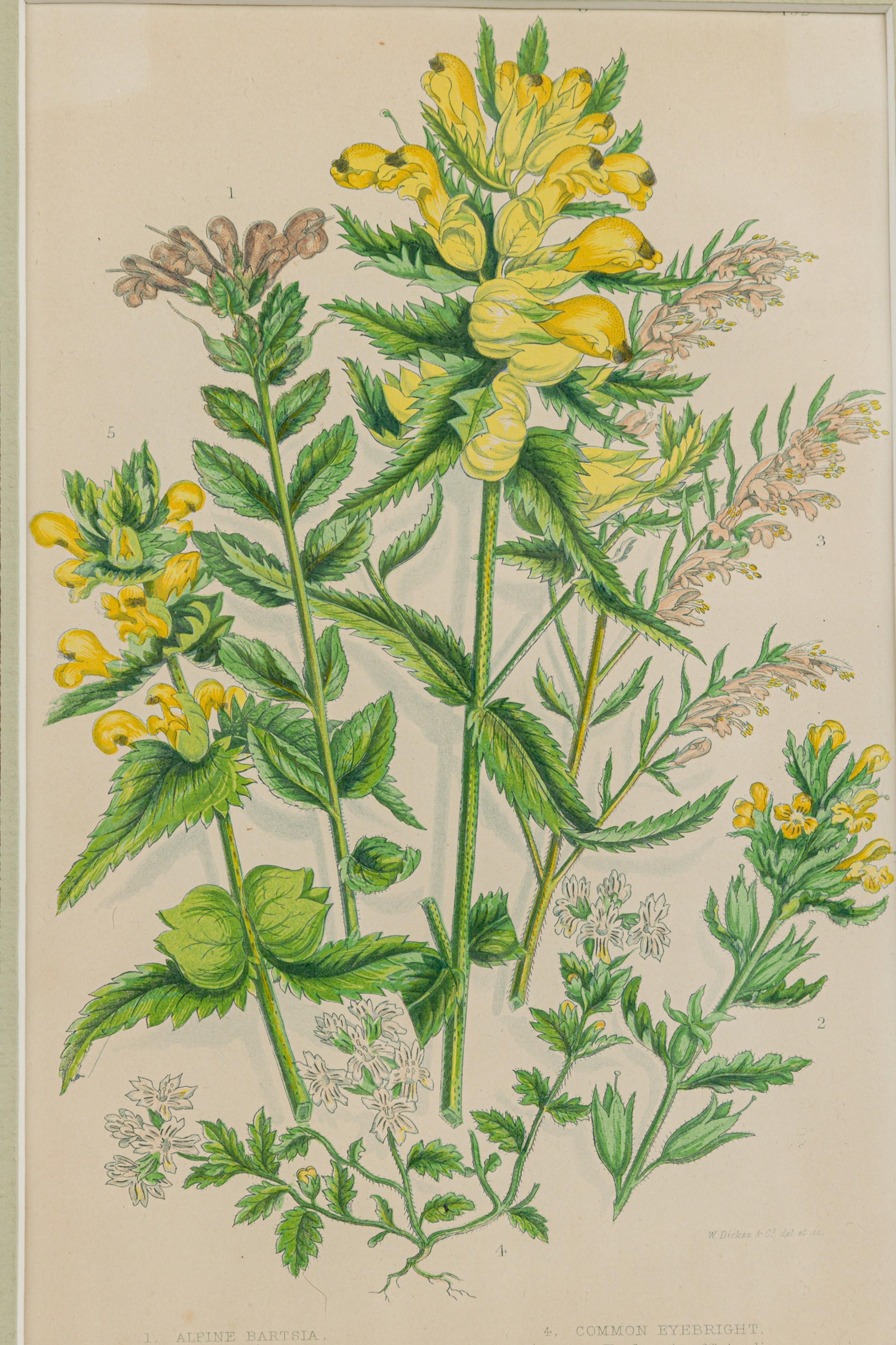 Britannique Illustration botanique victorienne anglaise encadrée de Bartsia alpine jaune en vente