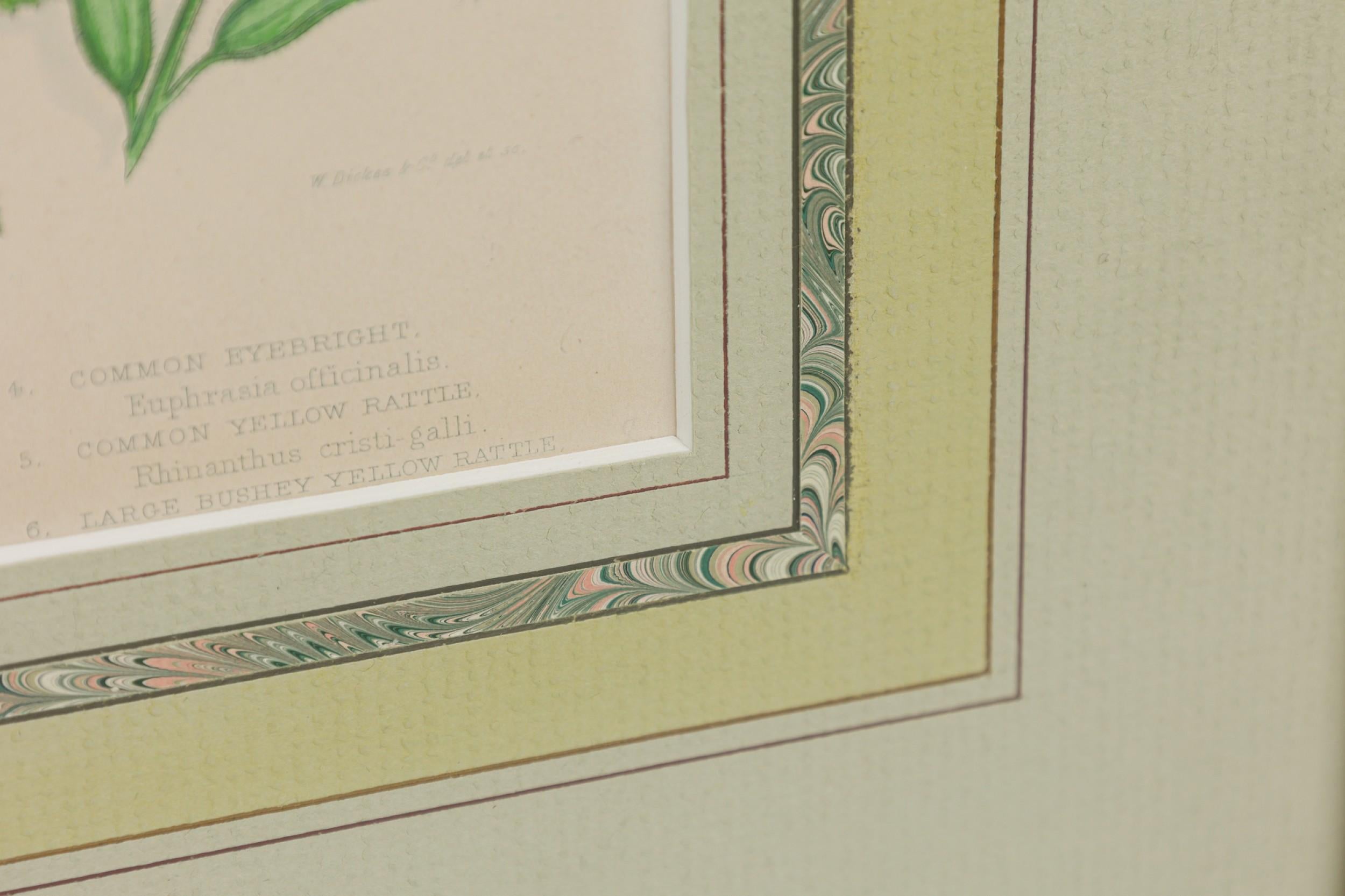 XIXe siècle Illustration botanique victorienne anglaise encadrée de Bartsia alpine jaune en vente