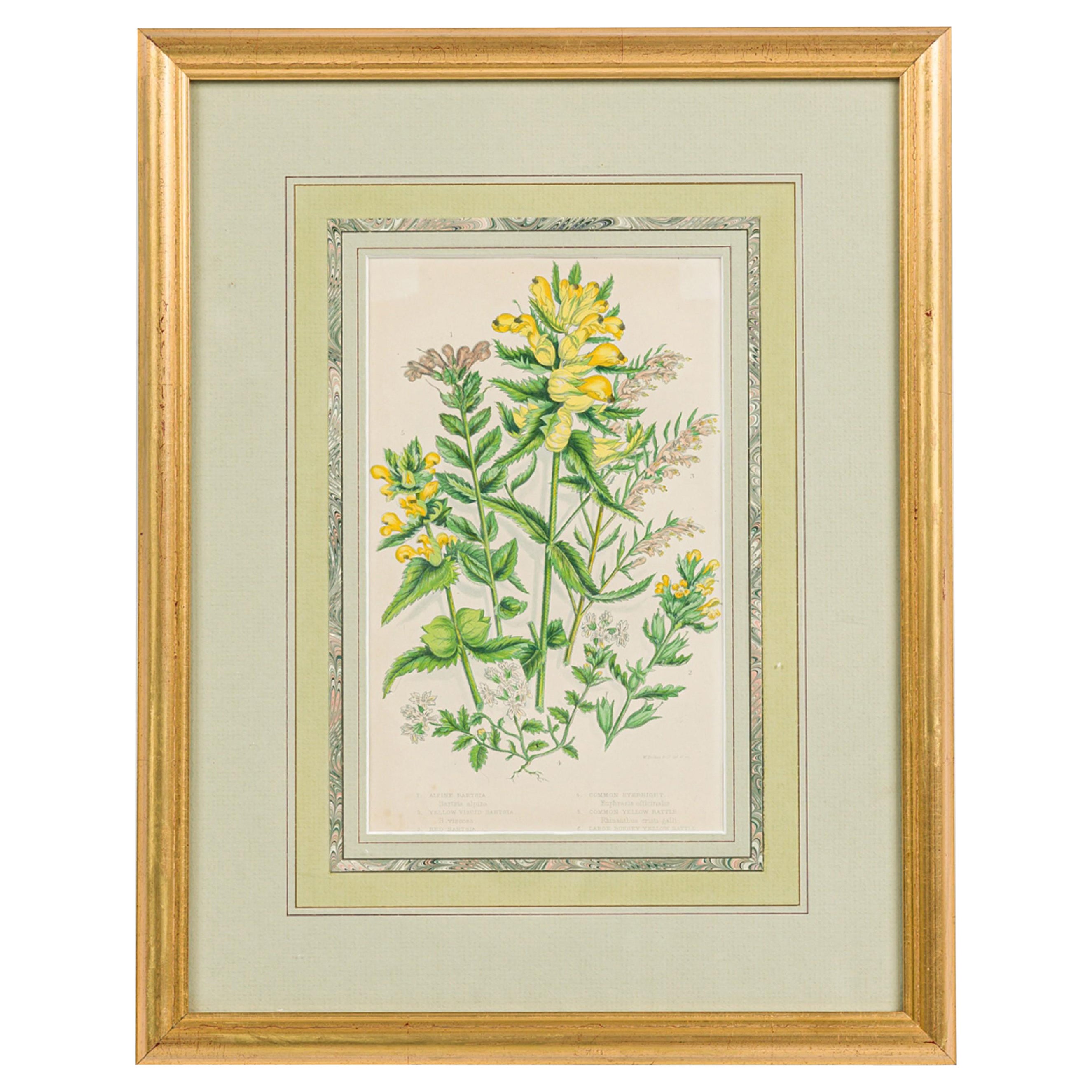 Englische viktorianische gerahmte botanische Illustration der gelben Alpenbartsie