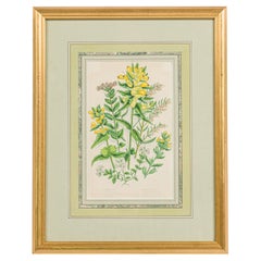 English Victorian Framed Botanical Illustration of Yellow Alpine Bartsia