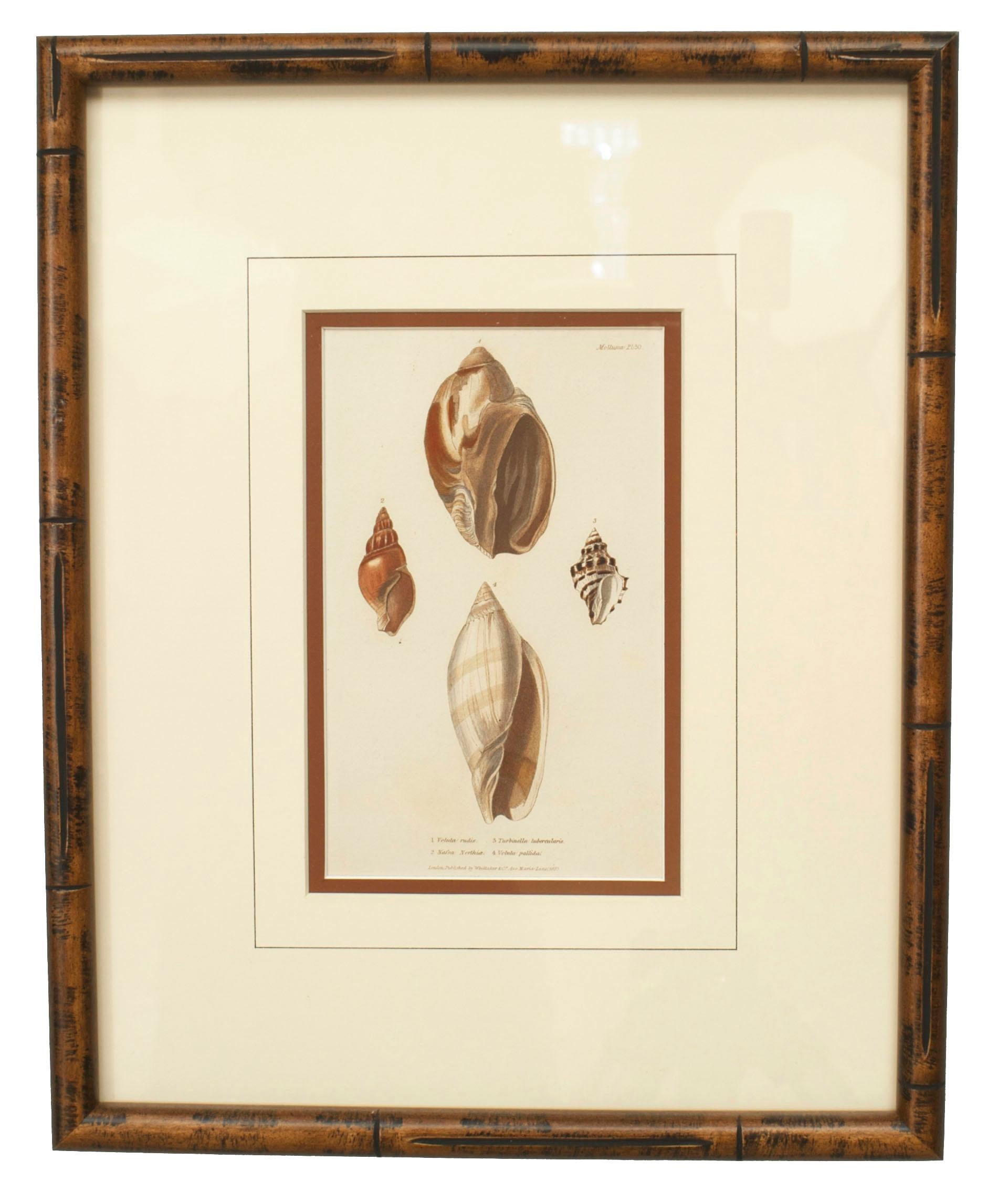Set of 4 English Victorian colored lithographs of various sea shells in a brown wood frame (published by Whittiker & Co, London).
 