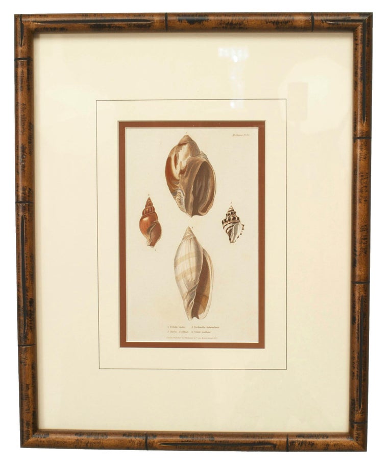 Victorian Shell Patterns English Victorian Sea Shell Lithographs For Sale at 1stDibs