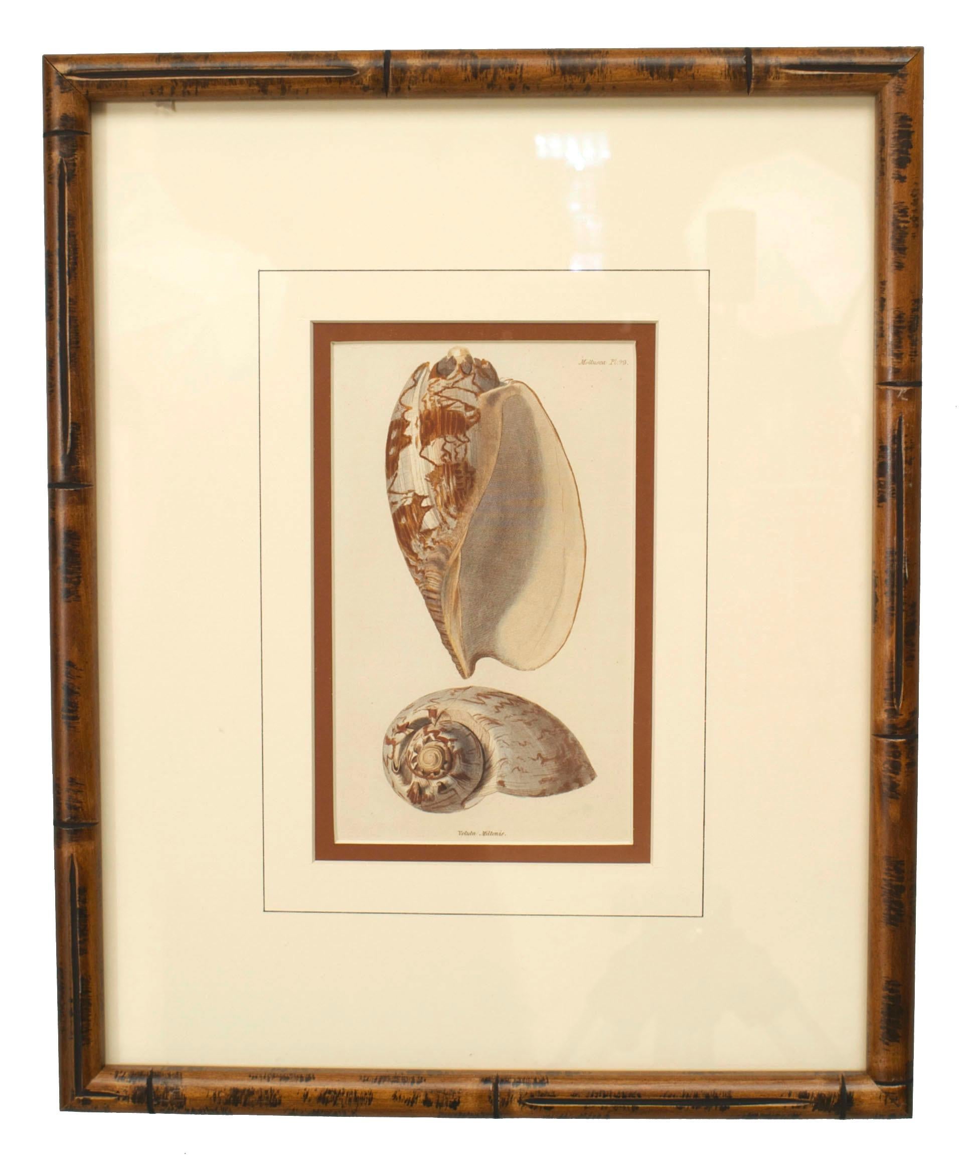 English Victorian Sea Shell Lithographs In Good Condition In New York, NY